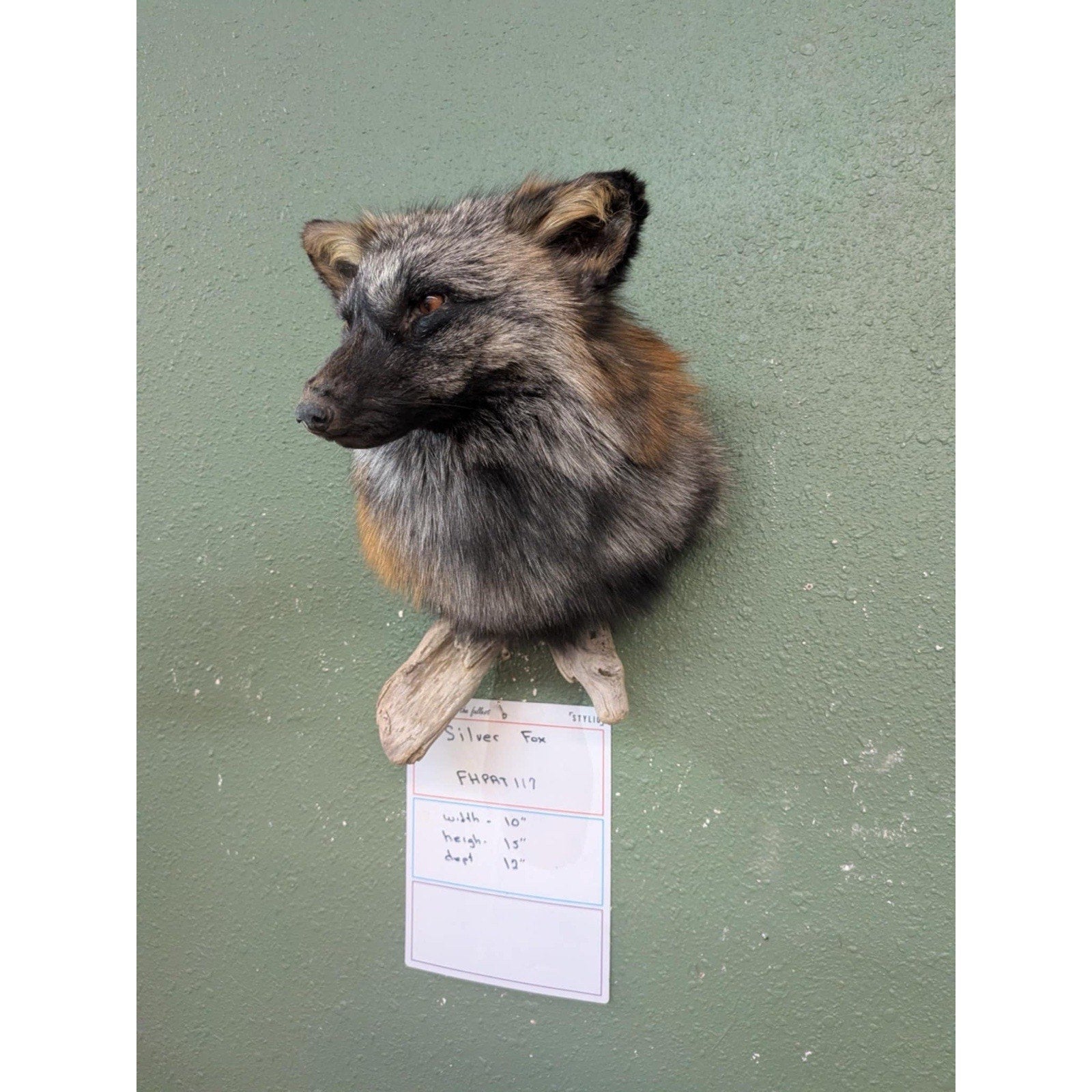 FHPAT118 - Cross Fox Taxidermy Shoulder mount