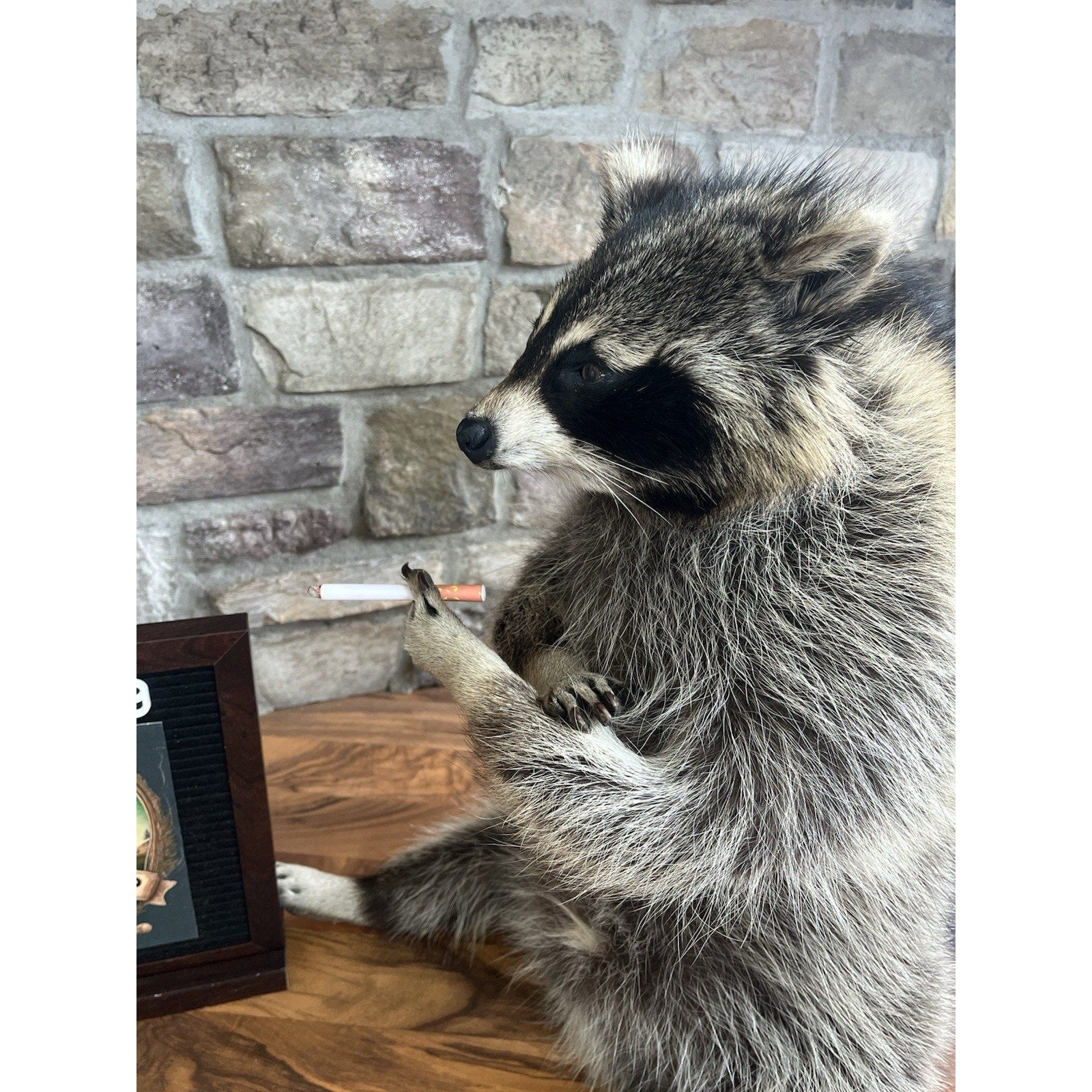 FHWL139 - Smoking Fat Raccoon Taxidermy Mount