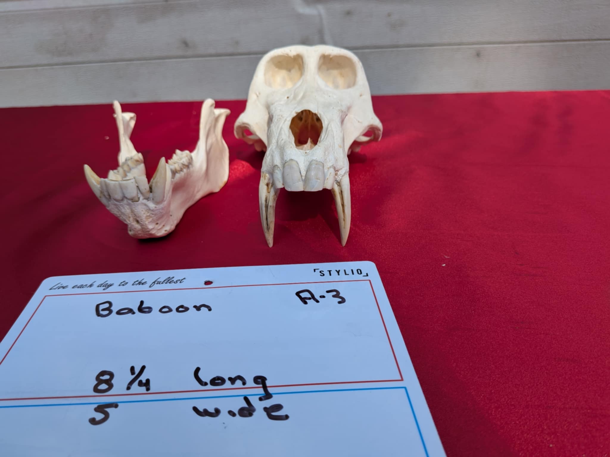FHPATR3 - Impressive male Perfect Teeth baboon Skull