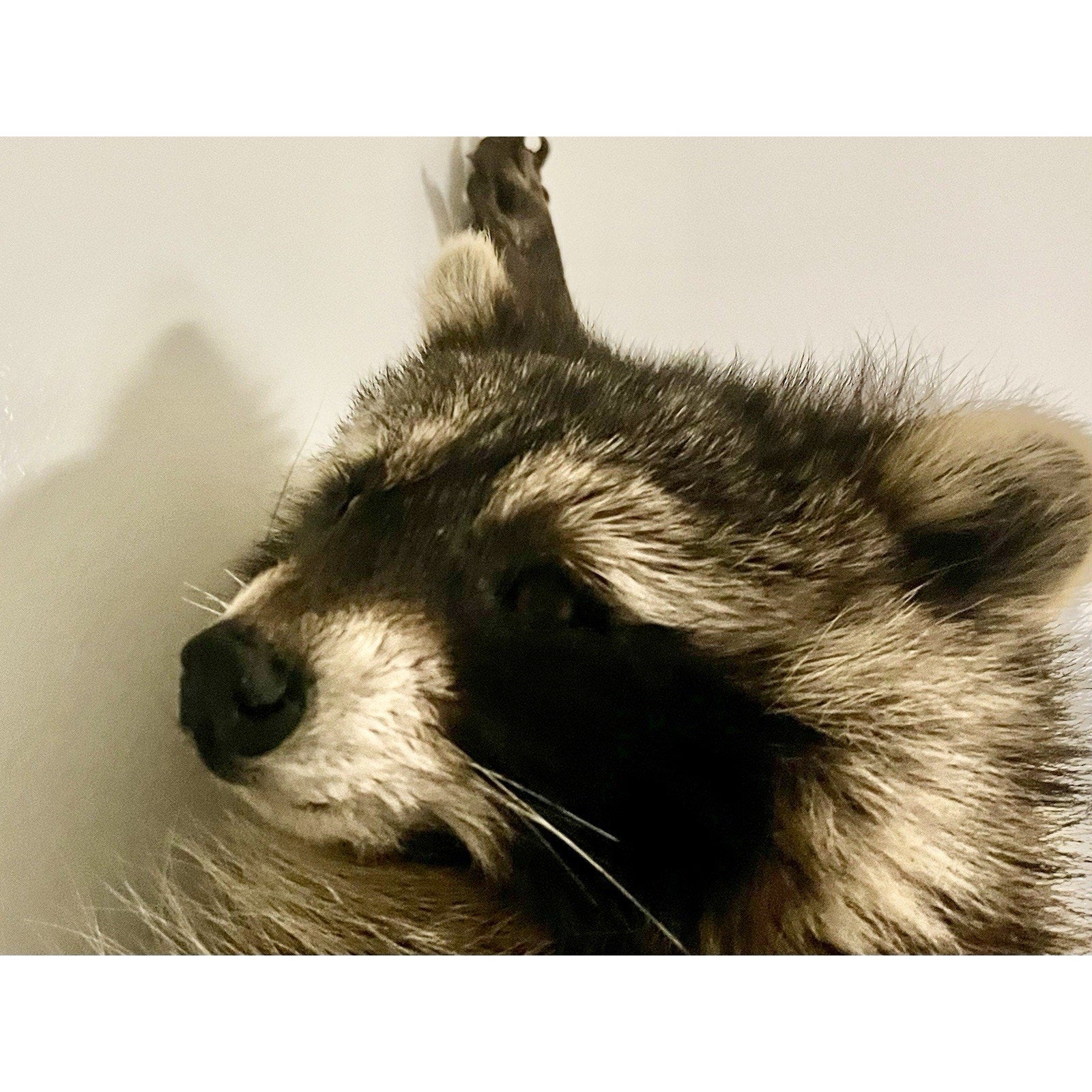 FHWL136 - Fat Raccoon Taxidermy Mount