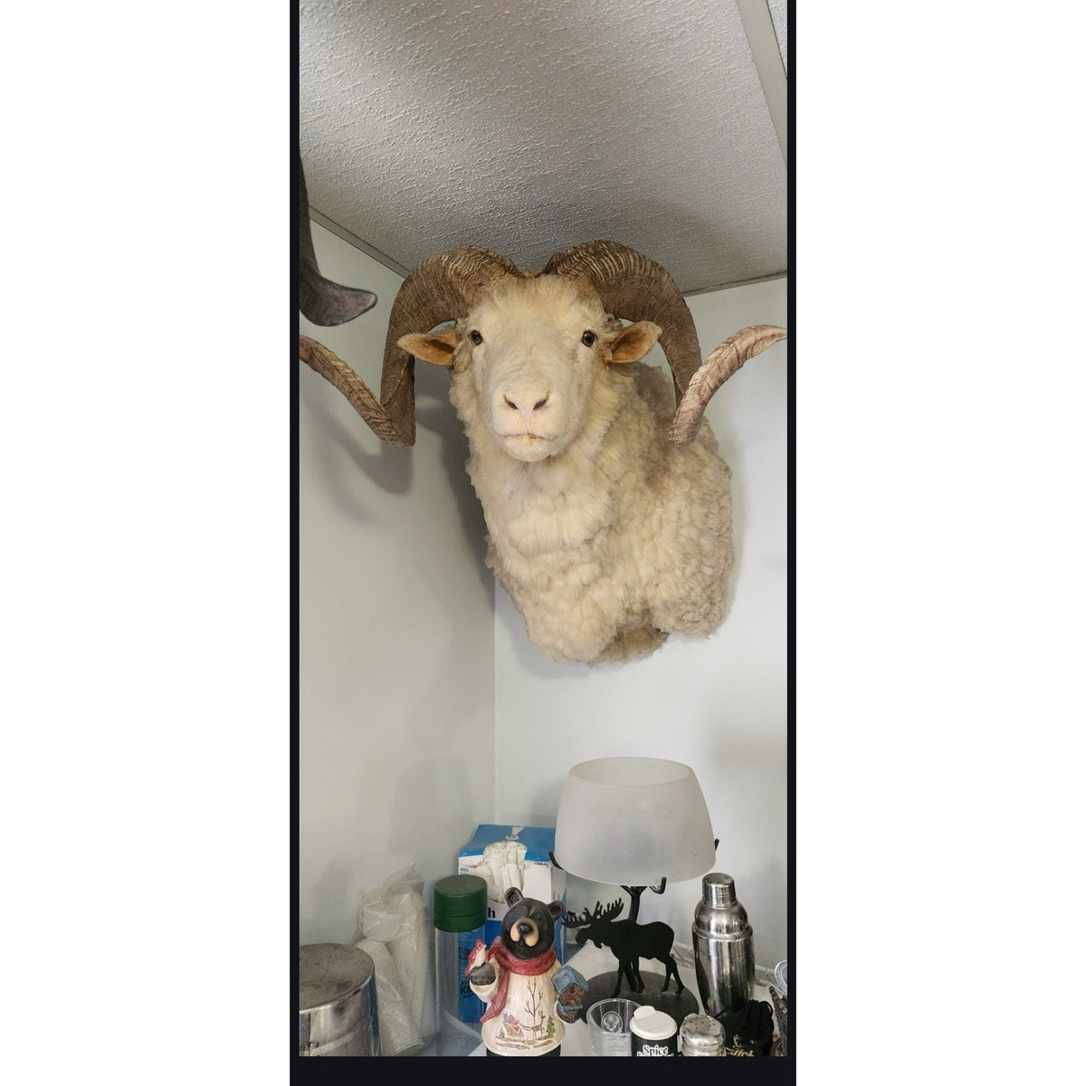 FHBRAD98 - Merino Ram Sheep Taxidermy Mount