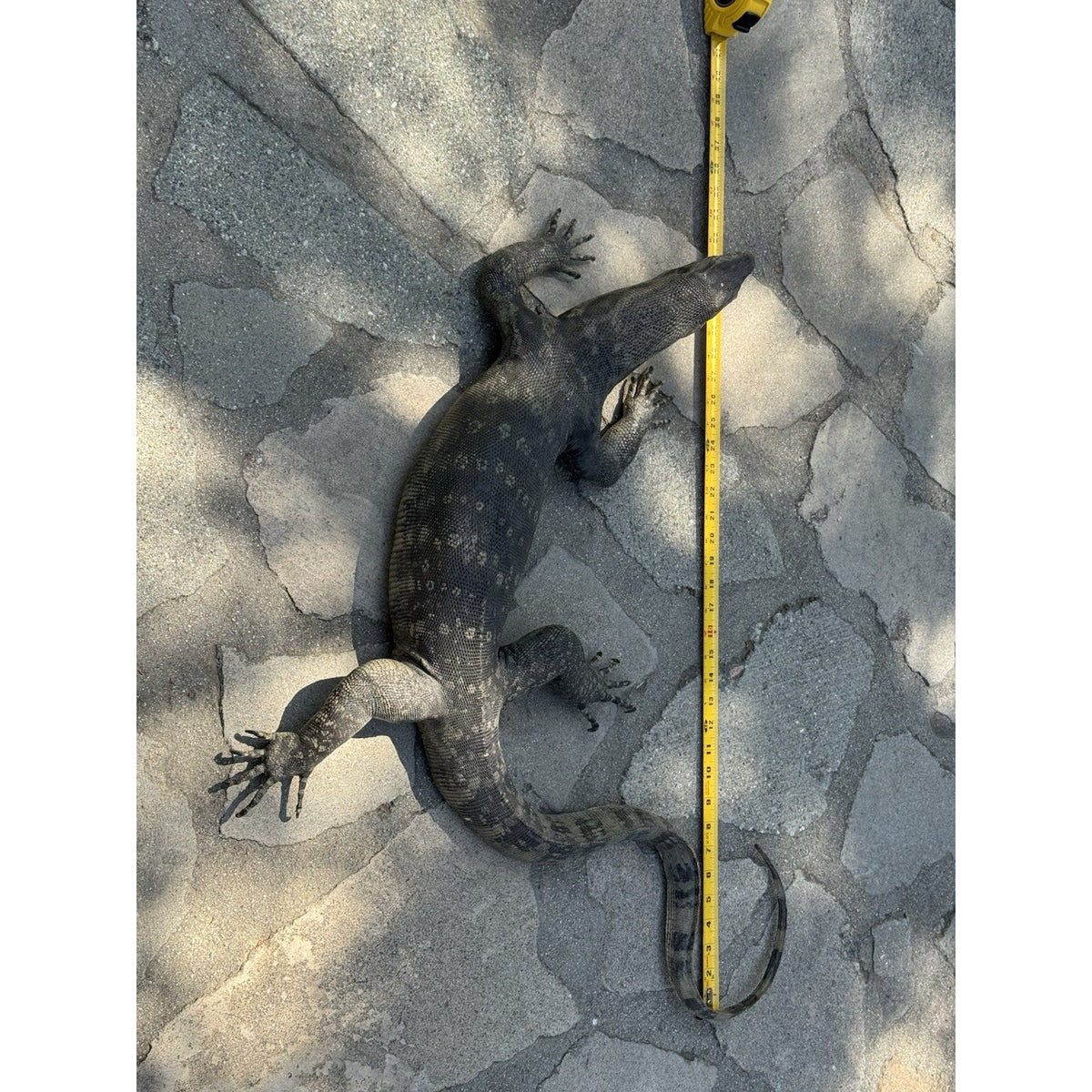 FHDAR629 - Massive Black Monitor Lizard Taxidermy Full Body Mount