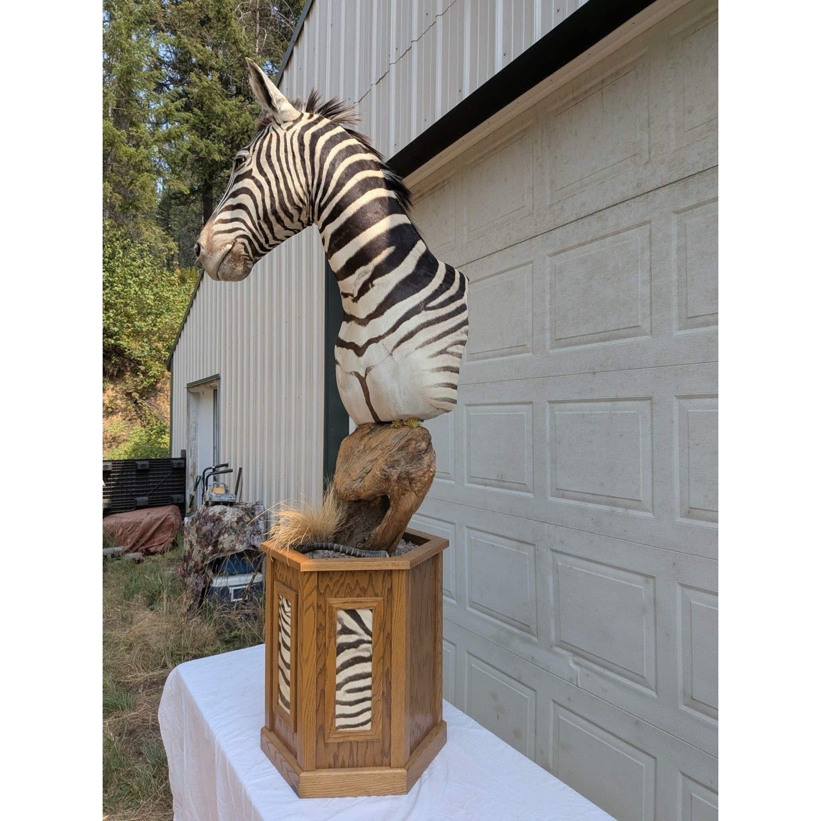 FHPATZE1- RARE Zebra Taxidermy Mount Free Shipping