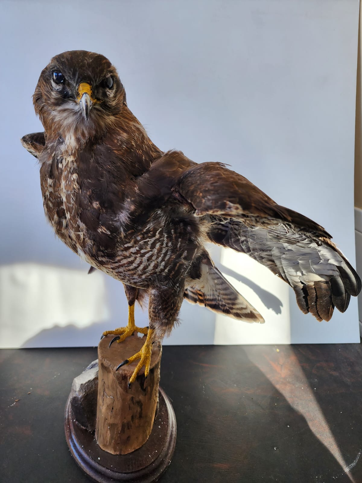 FHBB1 - Buteo Buteo taxidermy mount