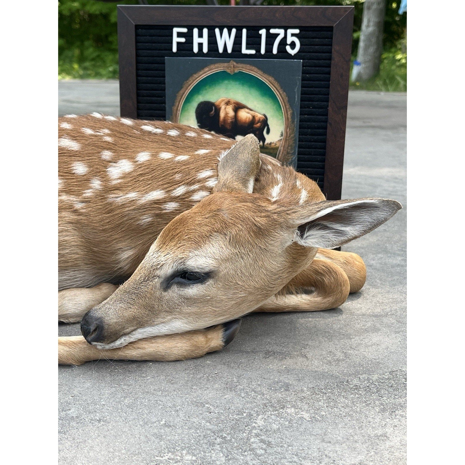 FHWL175 - Fawn Deer Taxidermy Mount