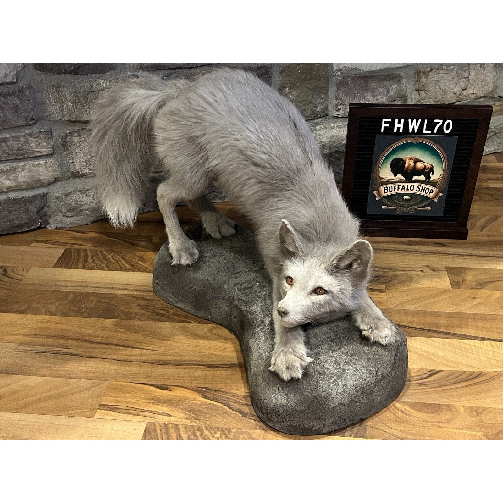 FHWL70 - Ranch Fox Pup Taxidermy Full Body Mount