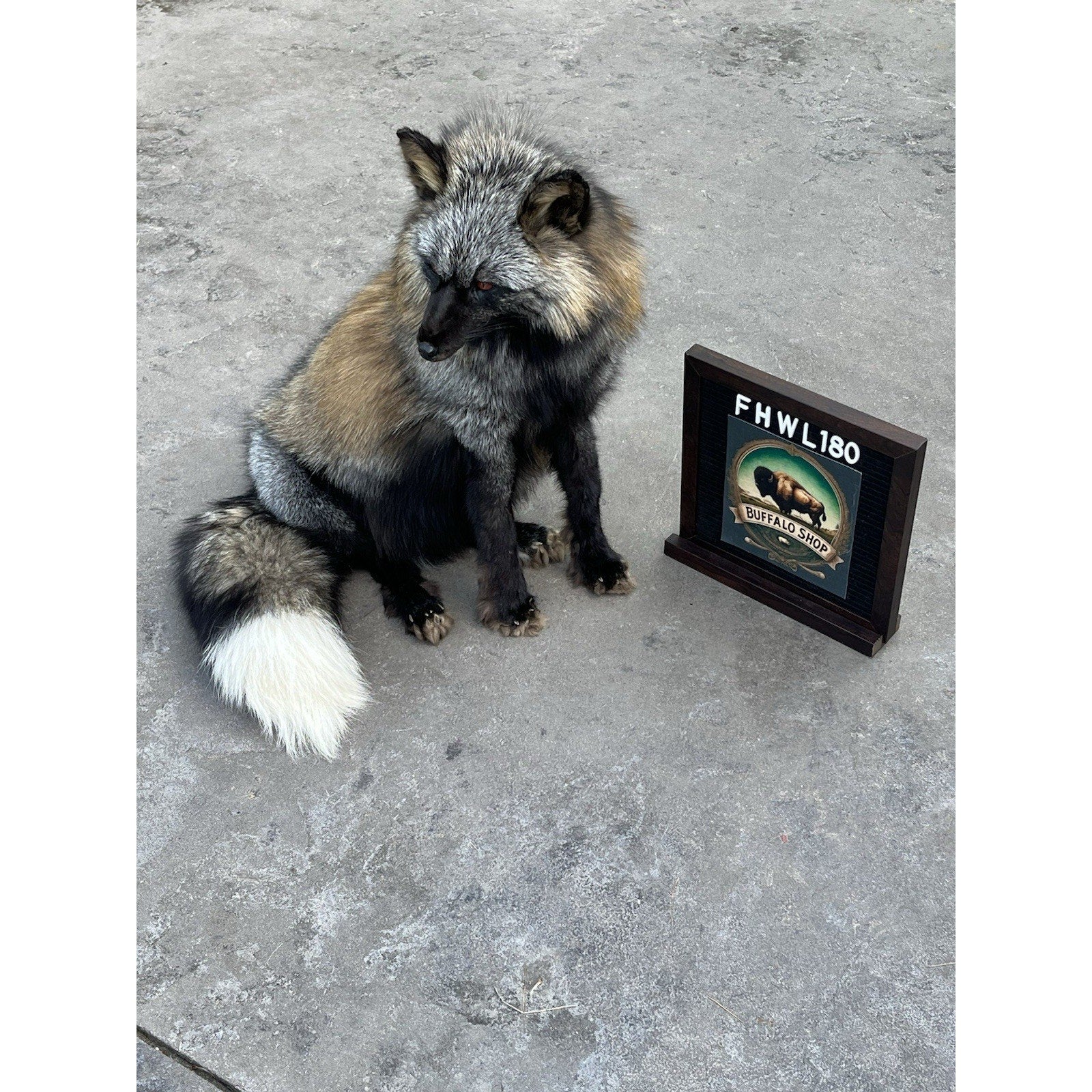 FHWL180- Museum Quality Red Fox Taxidermy mount