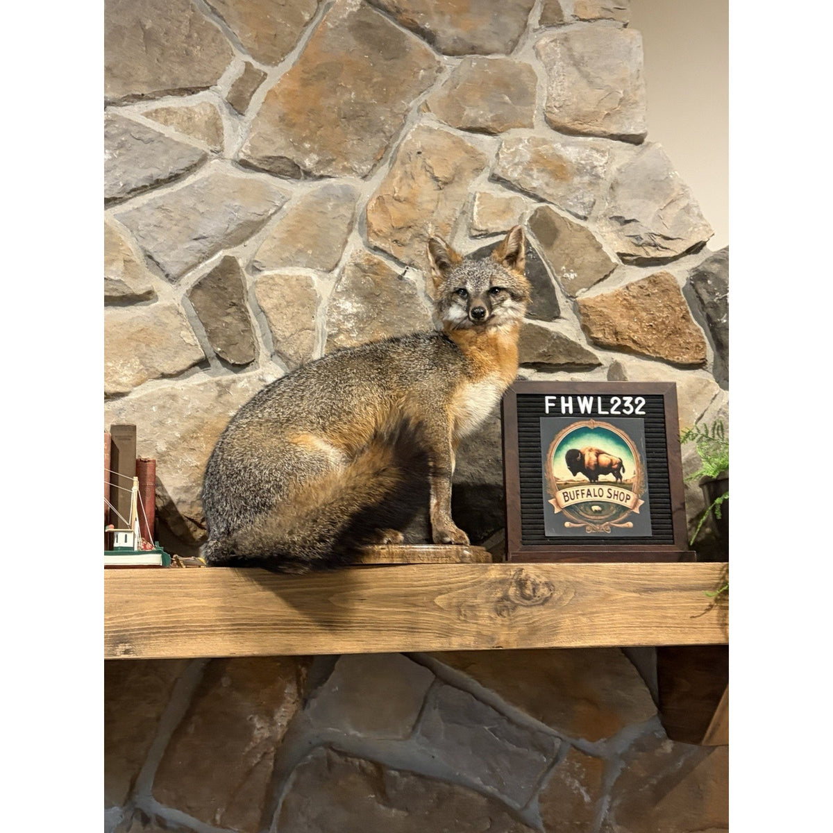 FHWL232- Grey Fox Taxidermy Full Body Mount Cabin Camp Man Cave