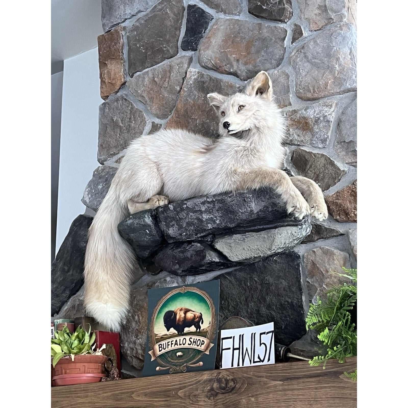 FHWL57 - Beautiful Cream Fox Taxidermy Full Body Mount