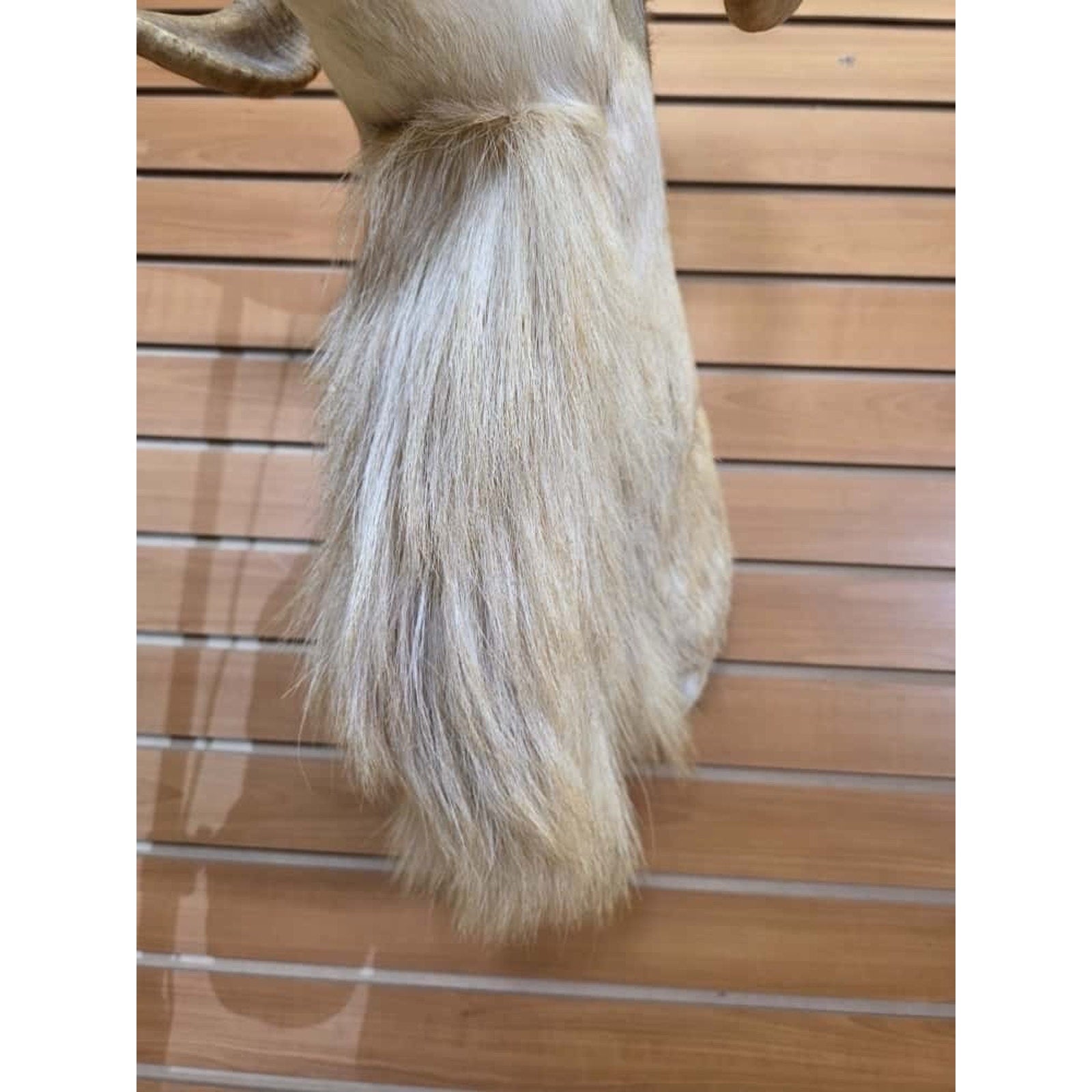 FHMN3 - Dall Sheep taxidermy shoulder mount