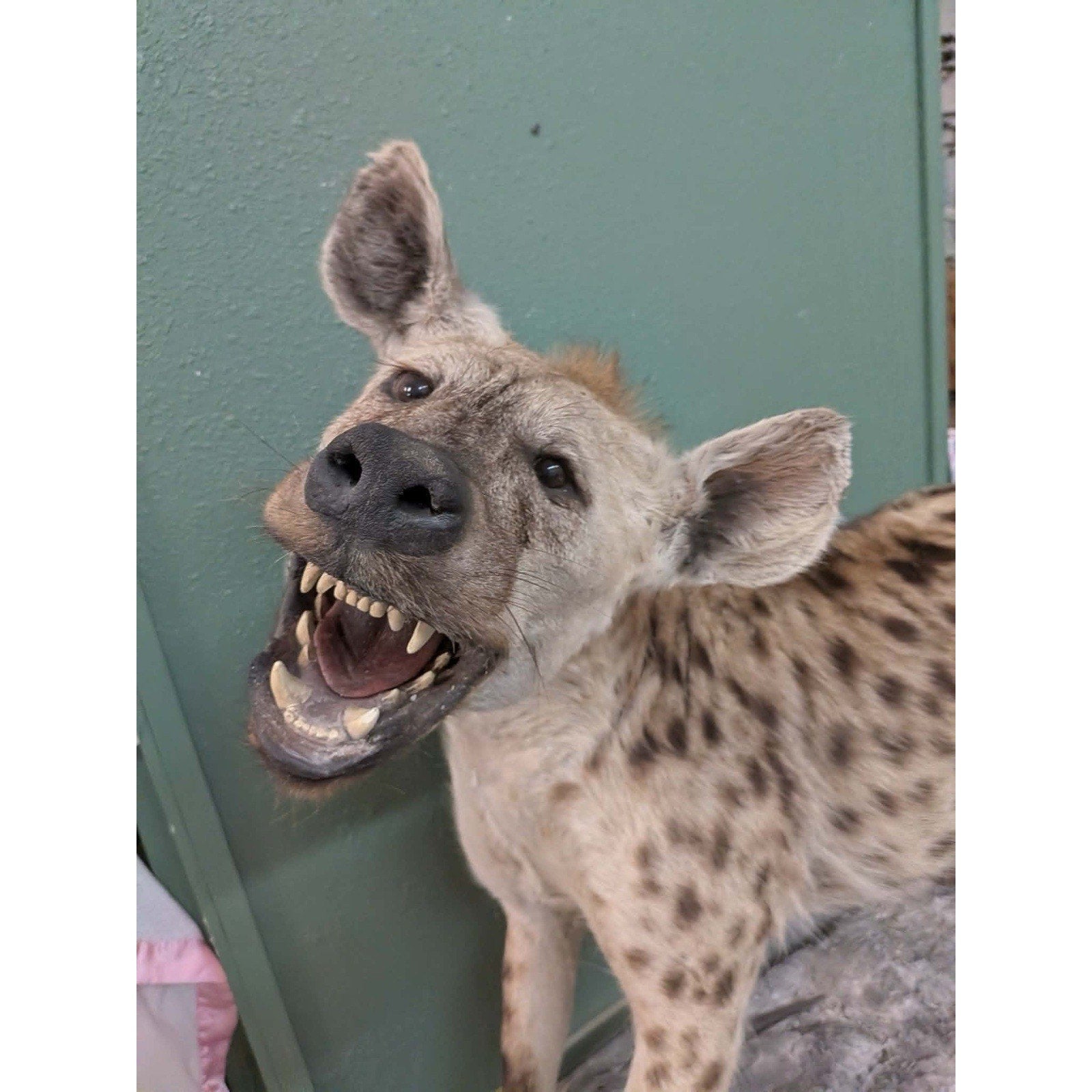 FHPATHY1 - XL Life-sized SPOTTED Laughing HYENA Taxidermy Mount