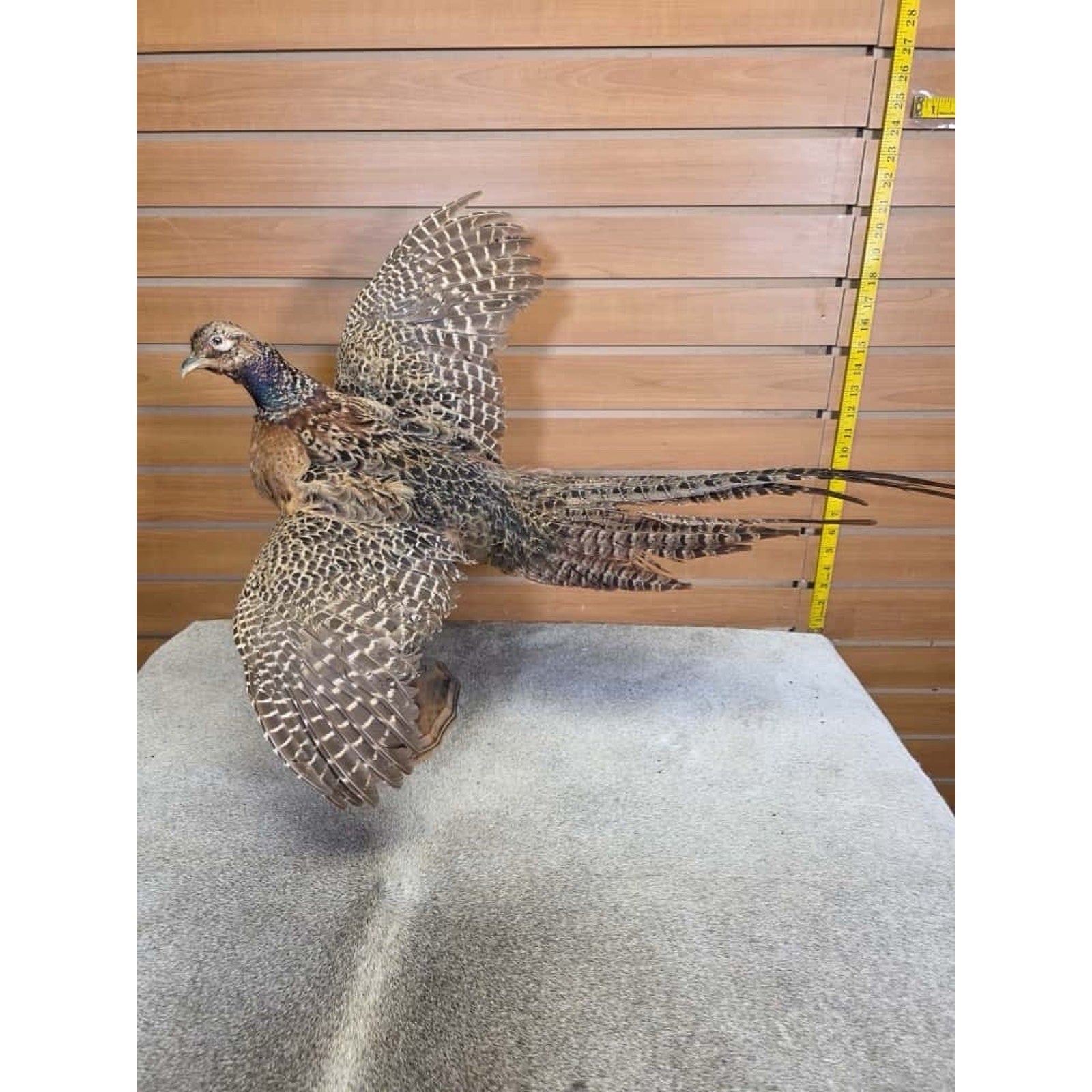 Jtv258 - morphodite ringneck Taxidermy Bird Mount