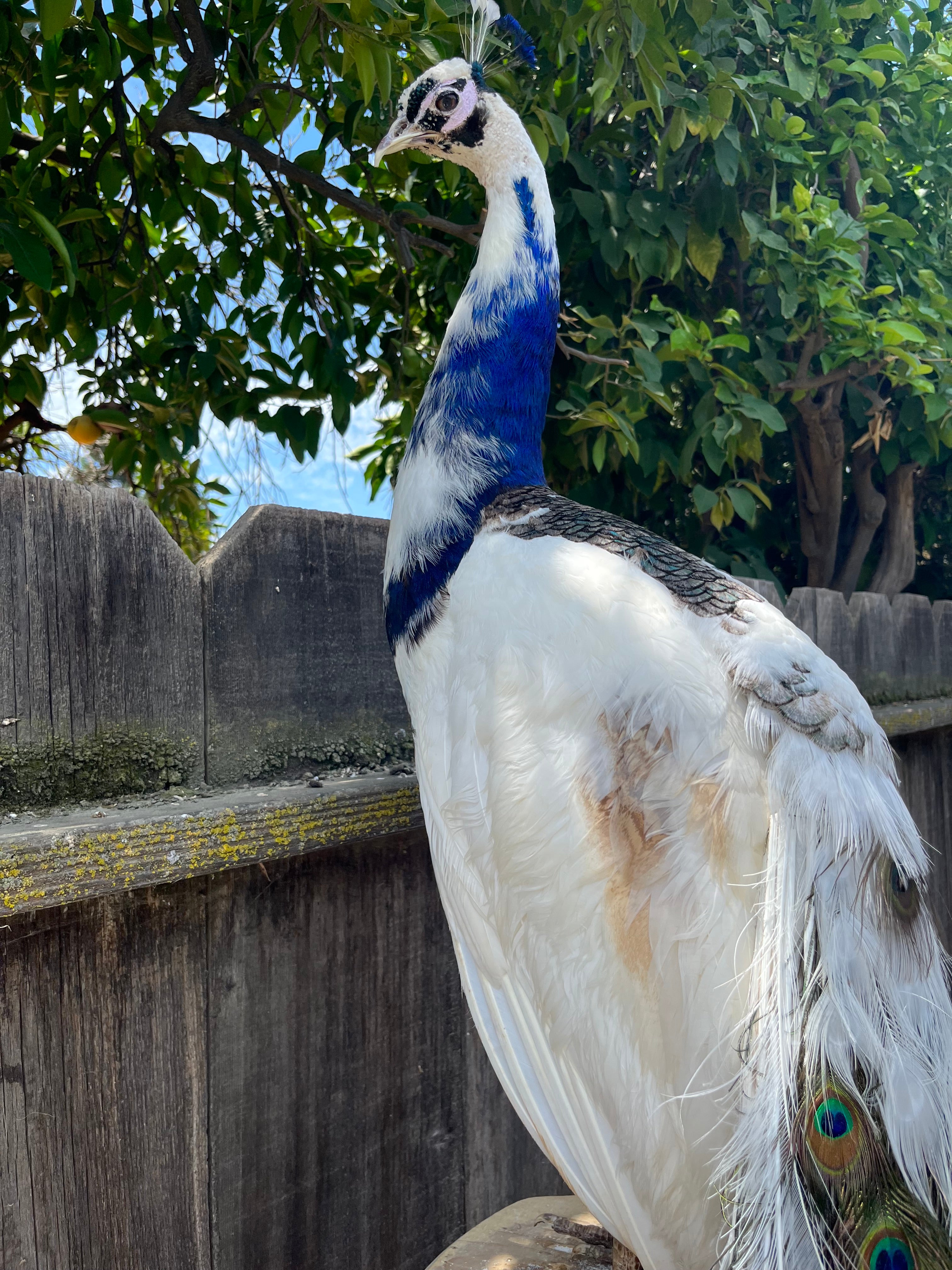 Museum quality pied PEACOCK Taxidermy Mount