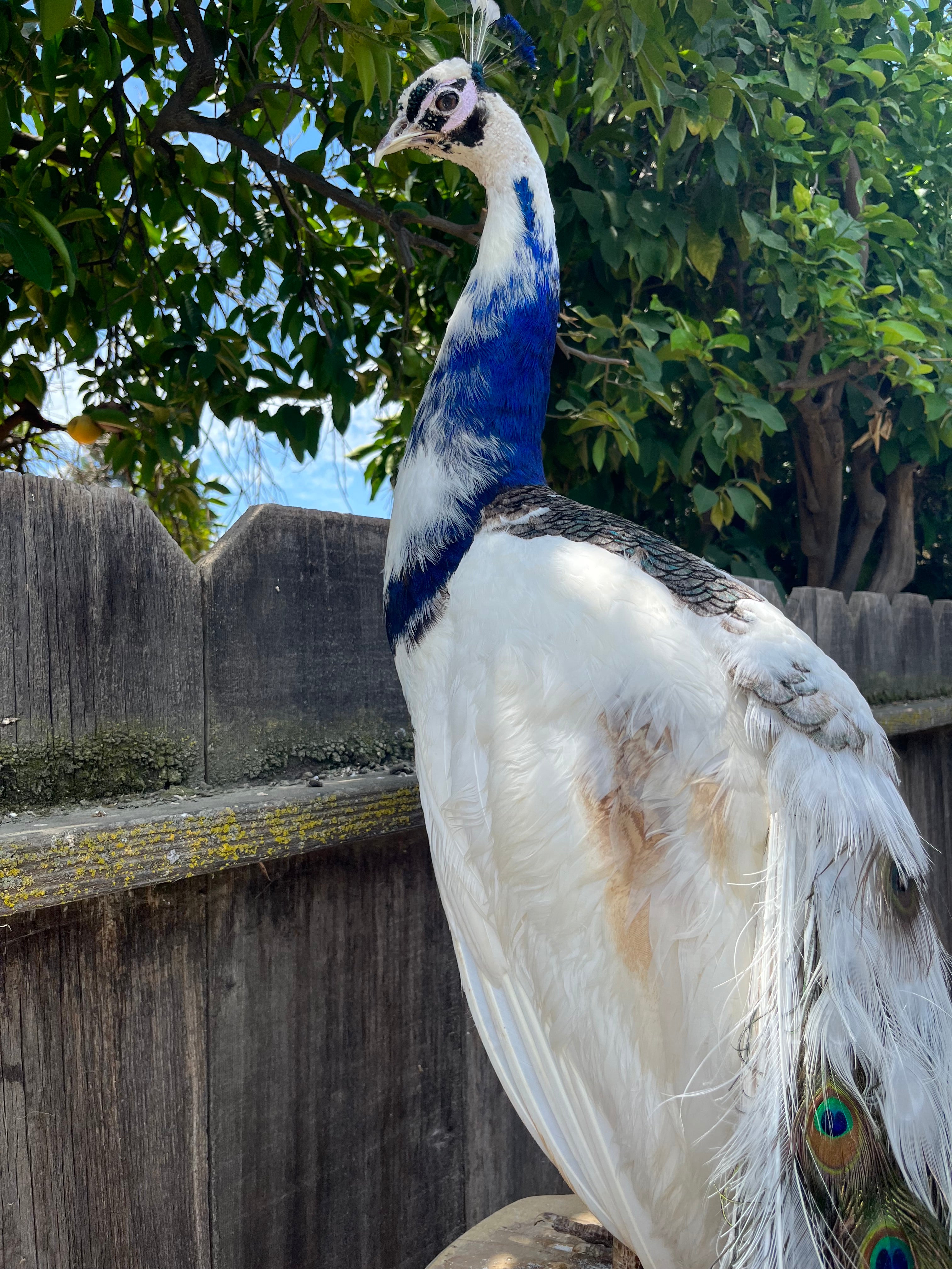 FHpie22 - Museum quality pied PEACOCK Taxidermy Mount