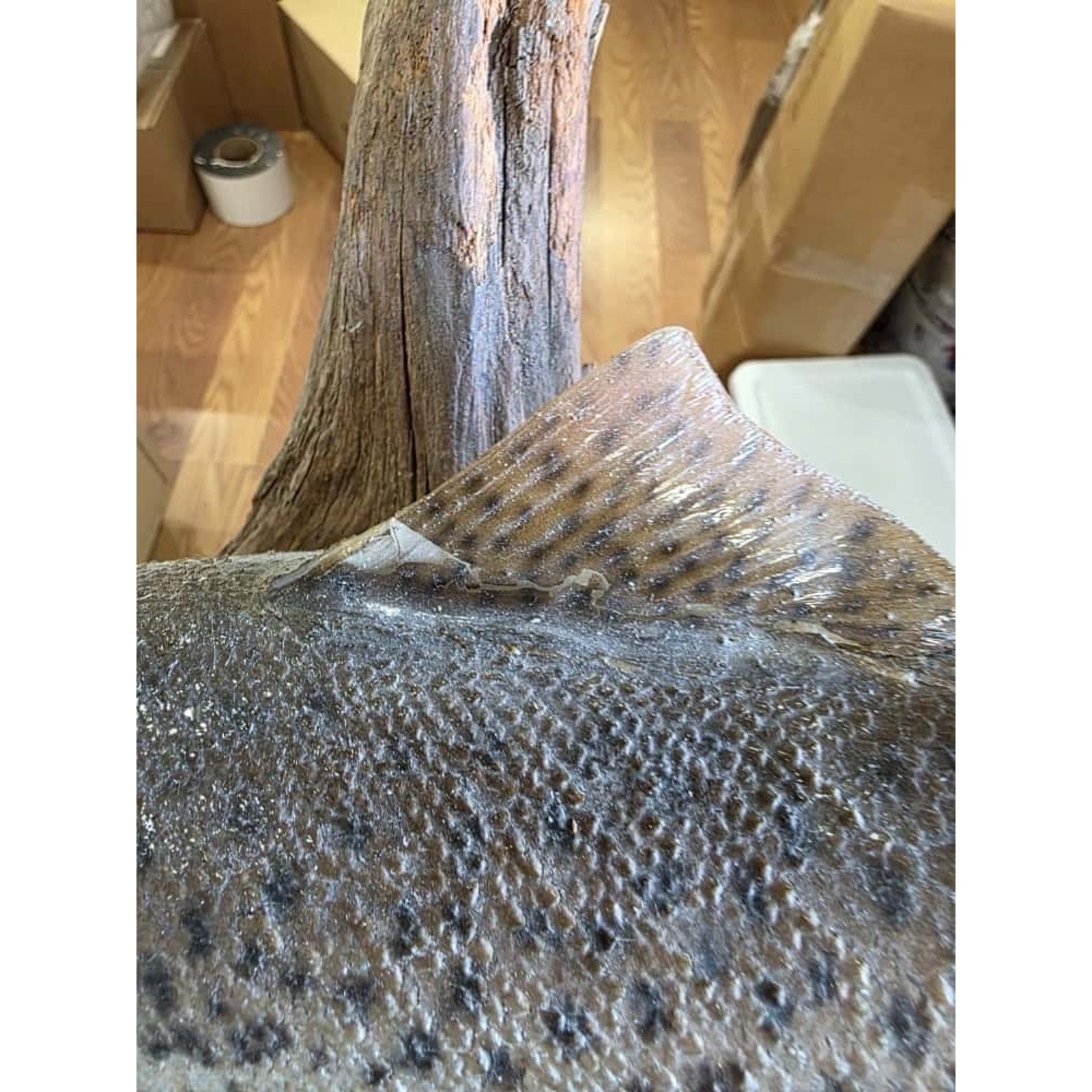 JTV216 - Real Skin Trout Fish Taxidermy Mount 21”