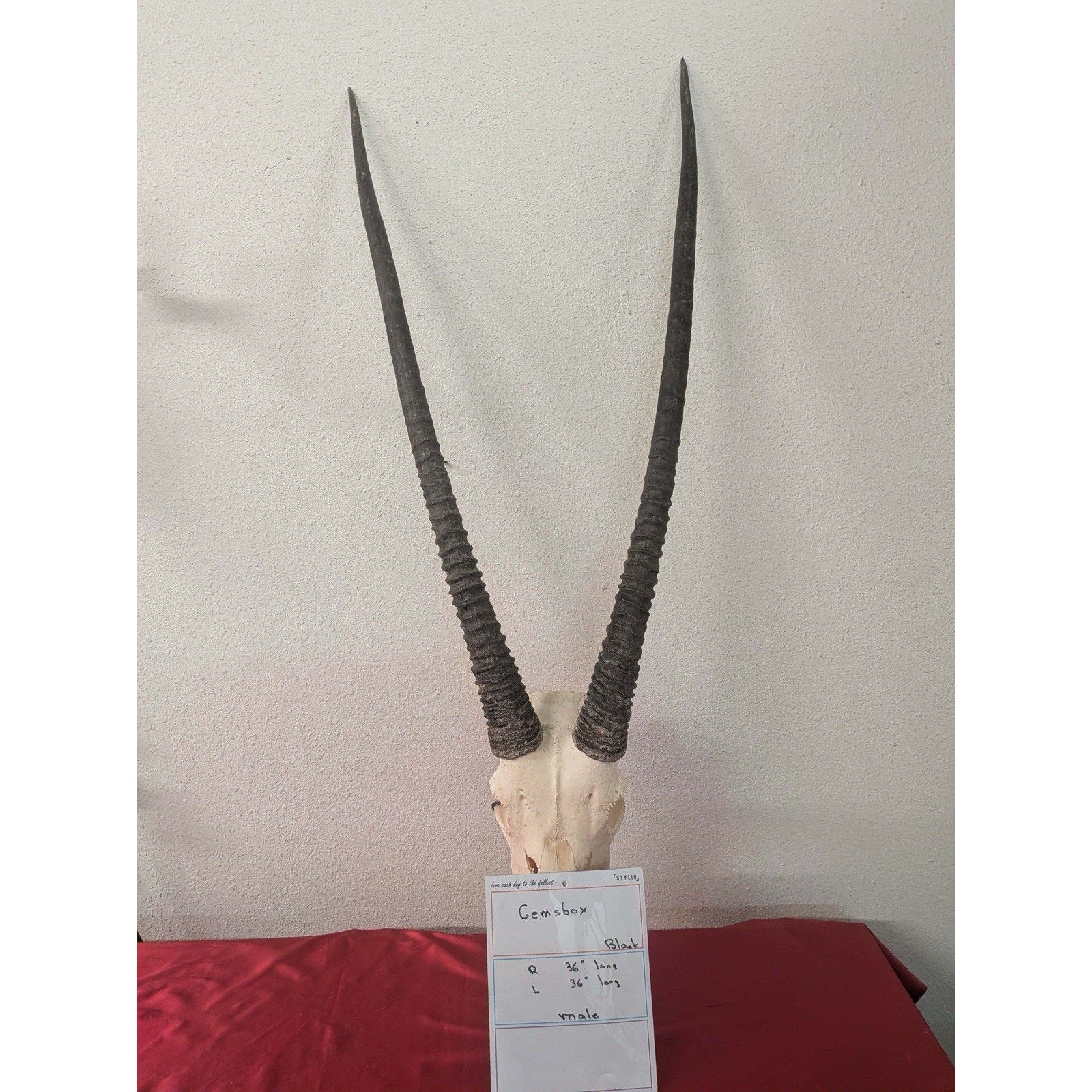 FHPAT01261 - gemsbok real skull taxidermy mount