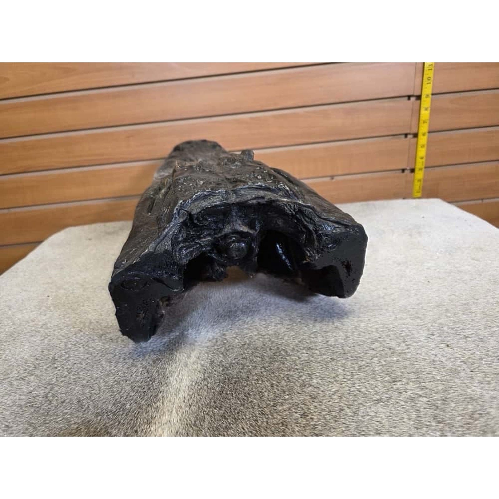 FHCM30 - XL Taxidermy Alligator Head 20”