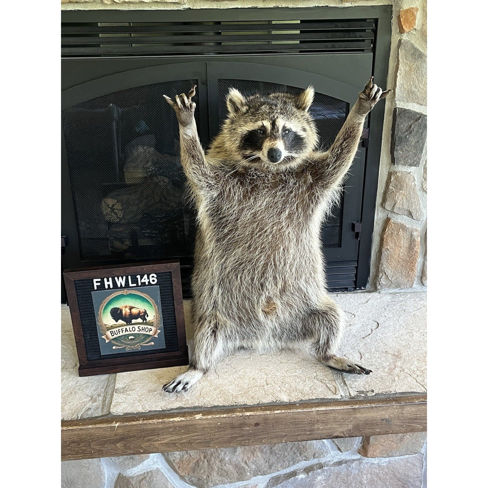 FHWL146- Fat Raccoon Taxidermy Mount