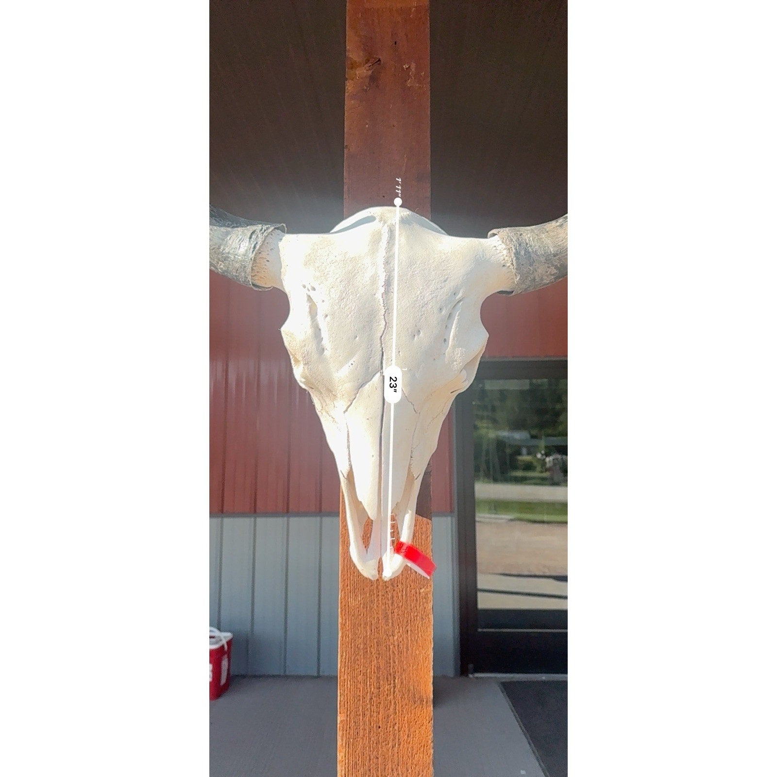FH47395 - XXL Buffalo / Bison Skull Taxidermy Mount