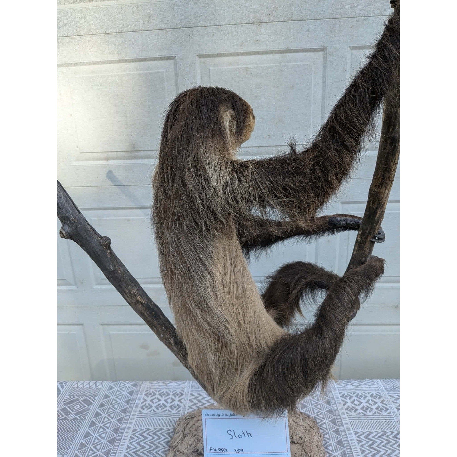 FHPAT159 - New Adult Sloth Taxidermy Mount Full Body