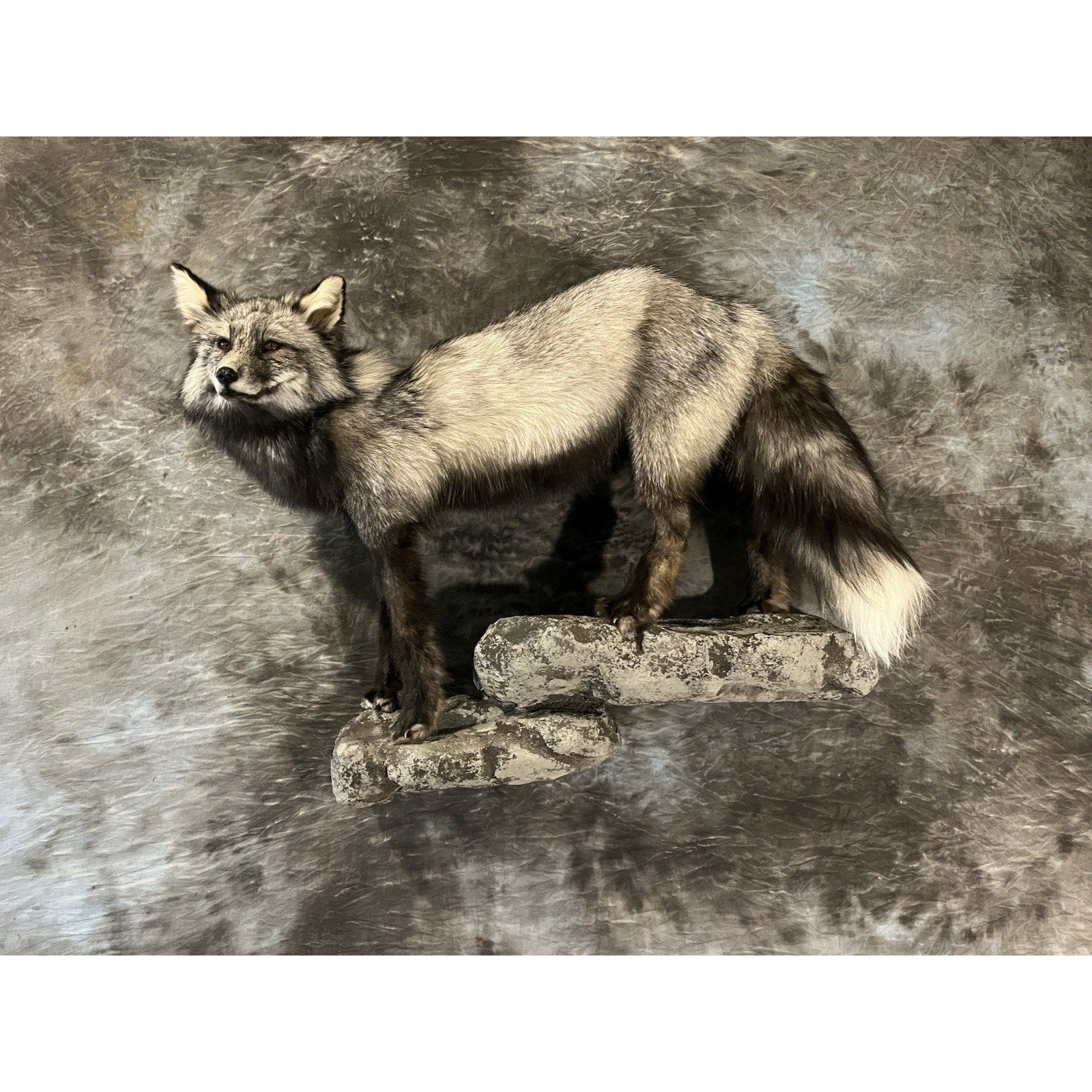 FHWL31 -museum Quality Cross Fox Taxidermy mount