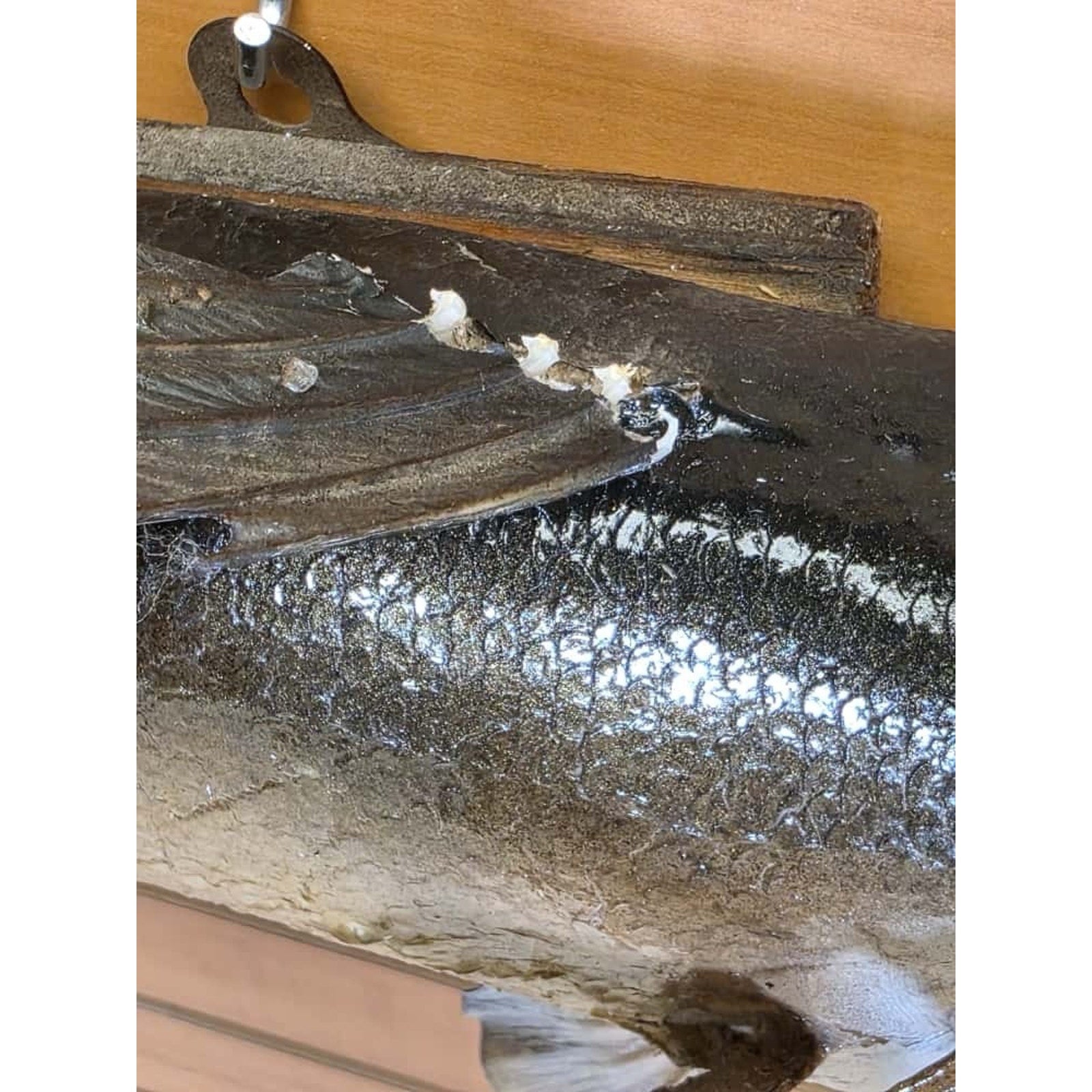JTV226 - Real Skin Walleye Fish Taxidermy Mount 25”