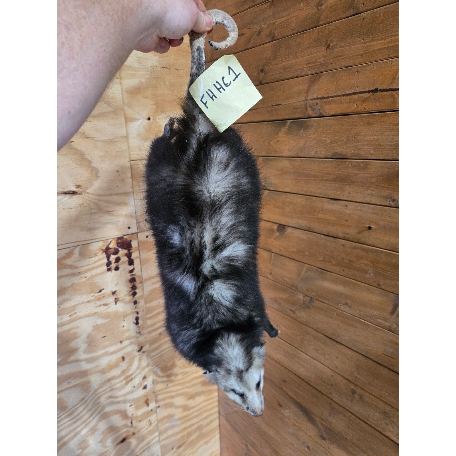 FHHCO1 - Hanging Opossum Full Body Taxidermy Mount