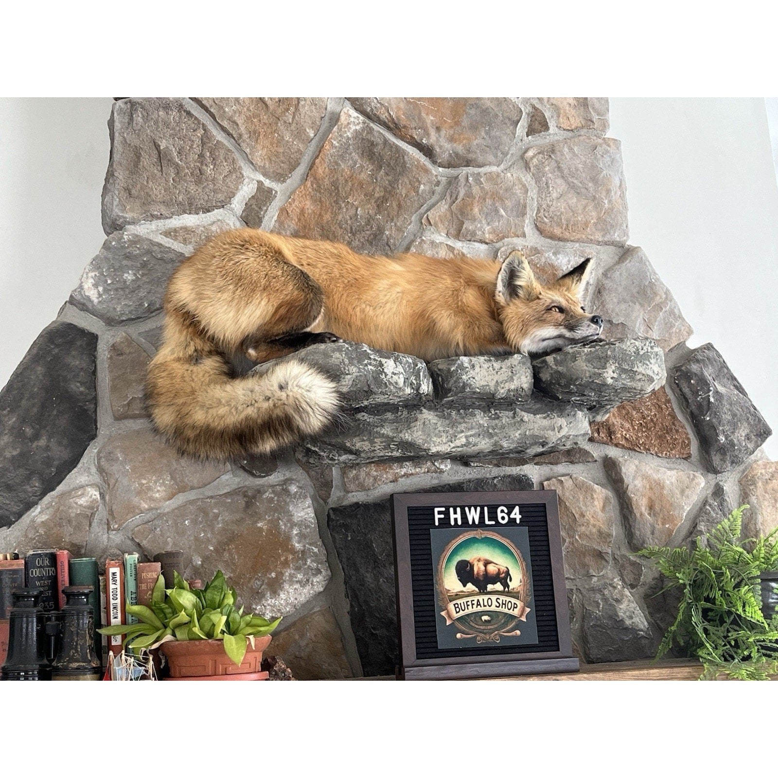 FHWL64 - Red Fox Taxidermy Full Body Mount