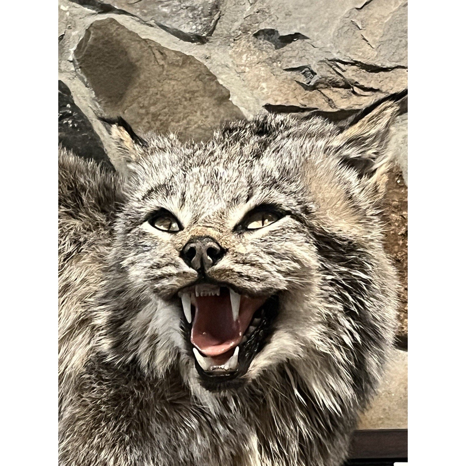 FHWL128 - Alaskan Lynx Taxidermy Full Body Mount Prime Fur