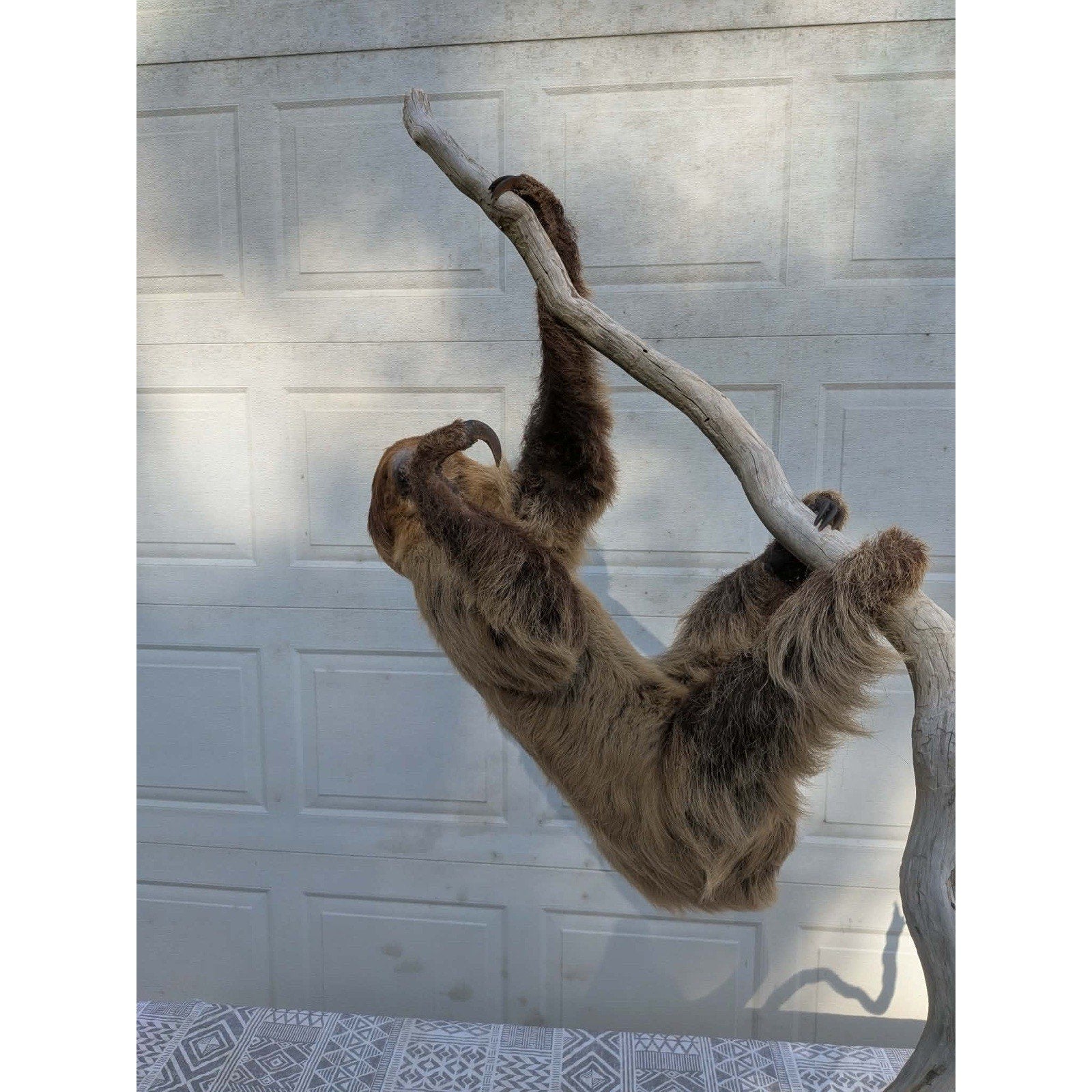 FHPAT160 - New Adult Sloth Taxidermy Mount Full Body