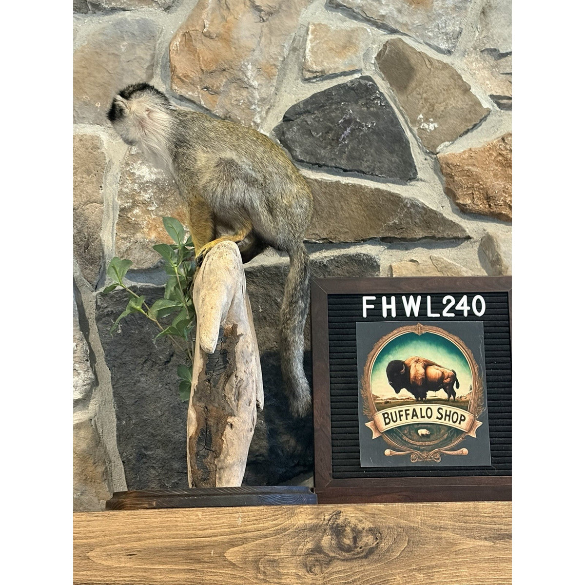 FHWL240 -Squirrel Monkey Taxidermy Mount