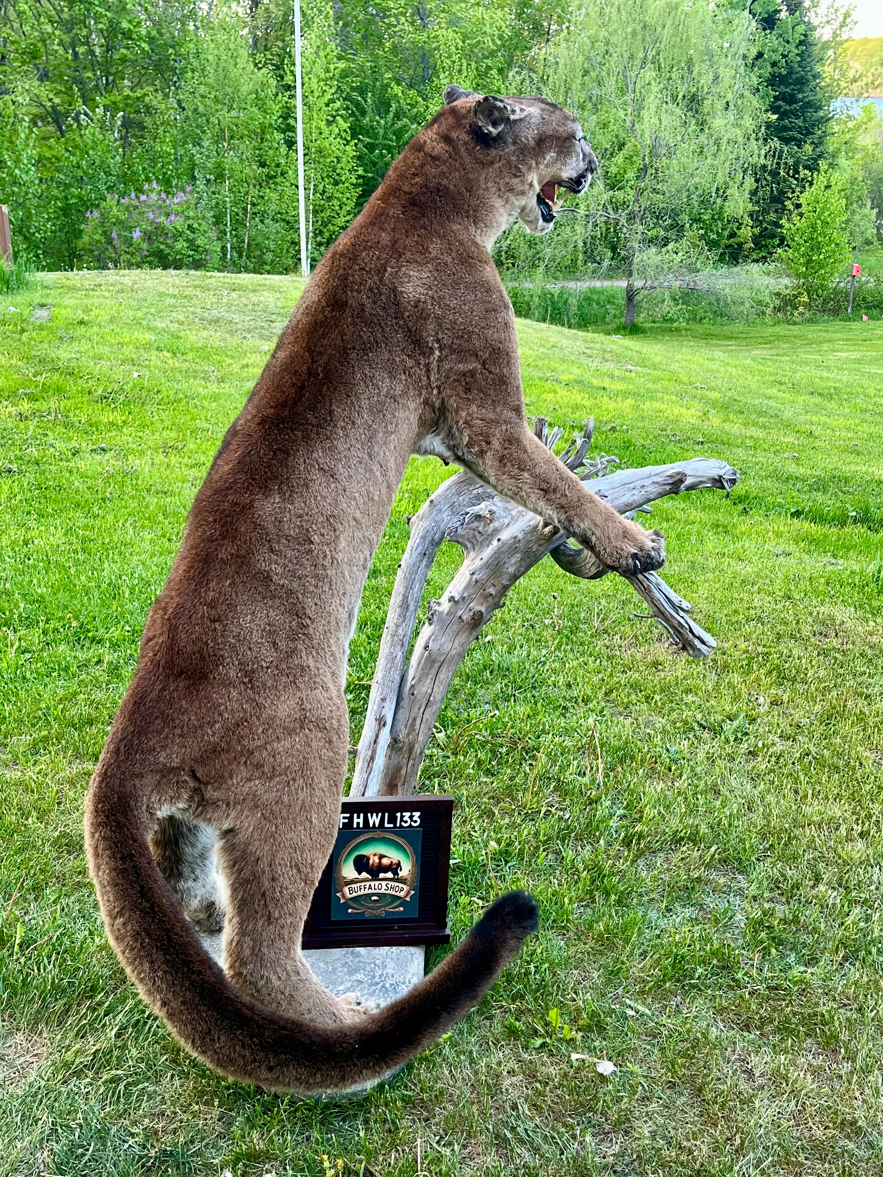 FHWL133 - massive Cougar aggressive Lifesize Taxidermy Mount