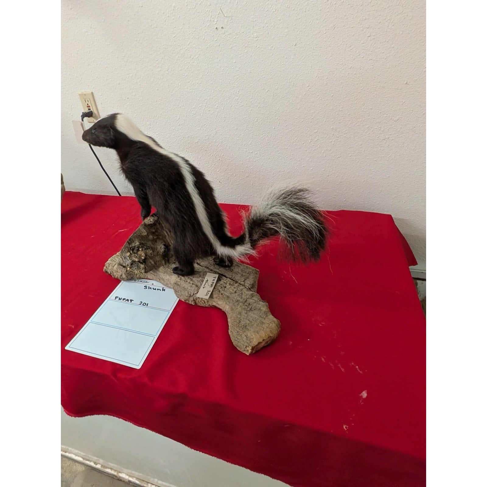 FHPAT201 - Skunk Taxidermy Mount – Classic Wildlife Display