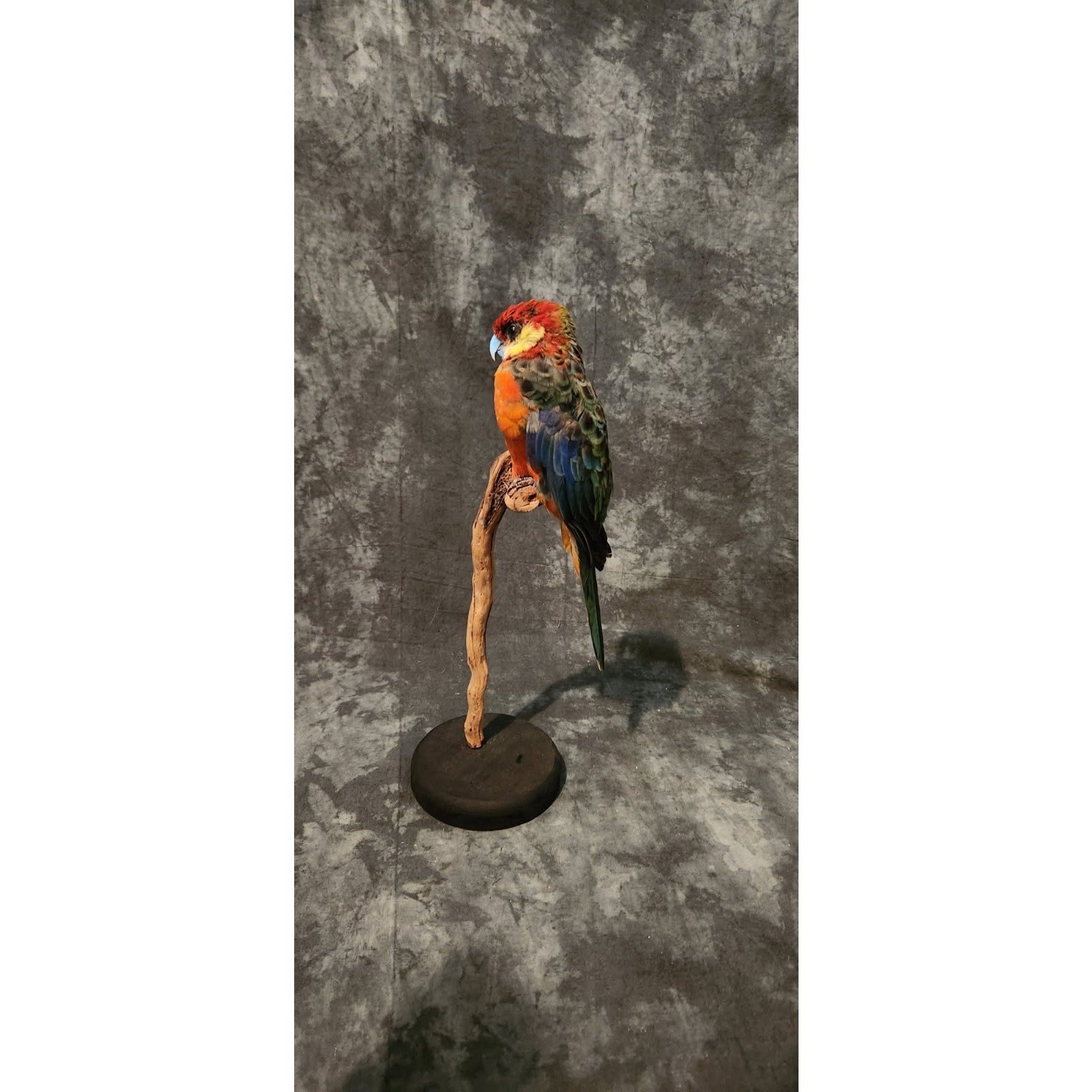 FHJR1 - Rosella parakeet Real Taxidermy Bird Mount