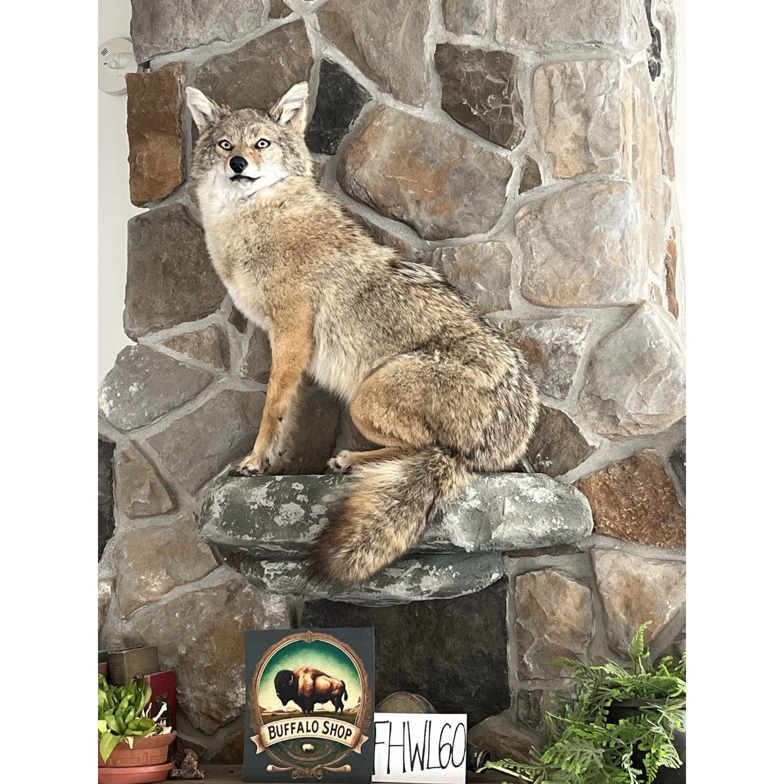 FHWL60 - Coyote Museum Quality Wall mount Taxidermy