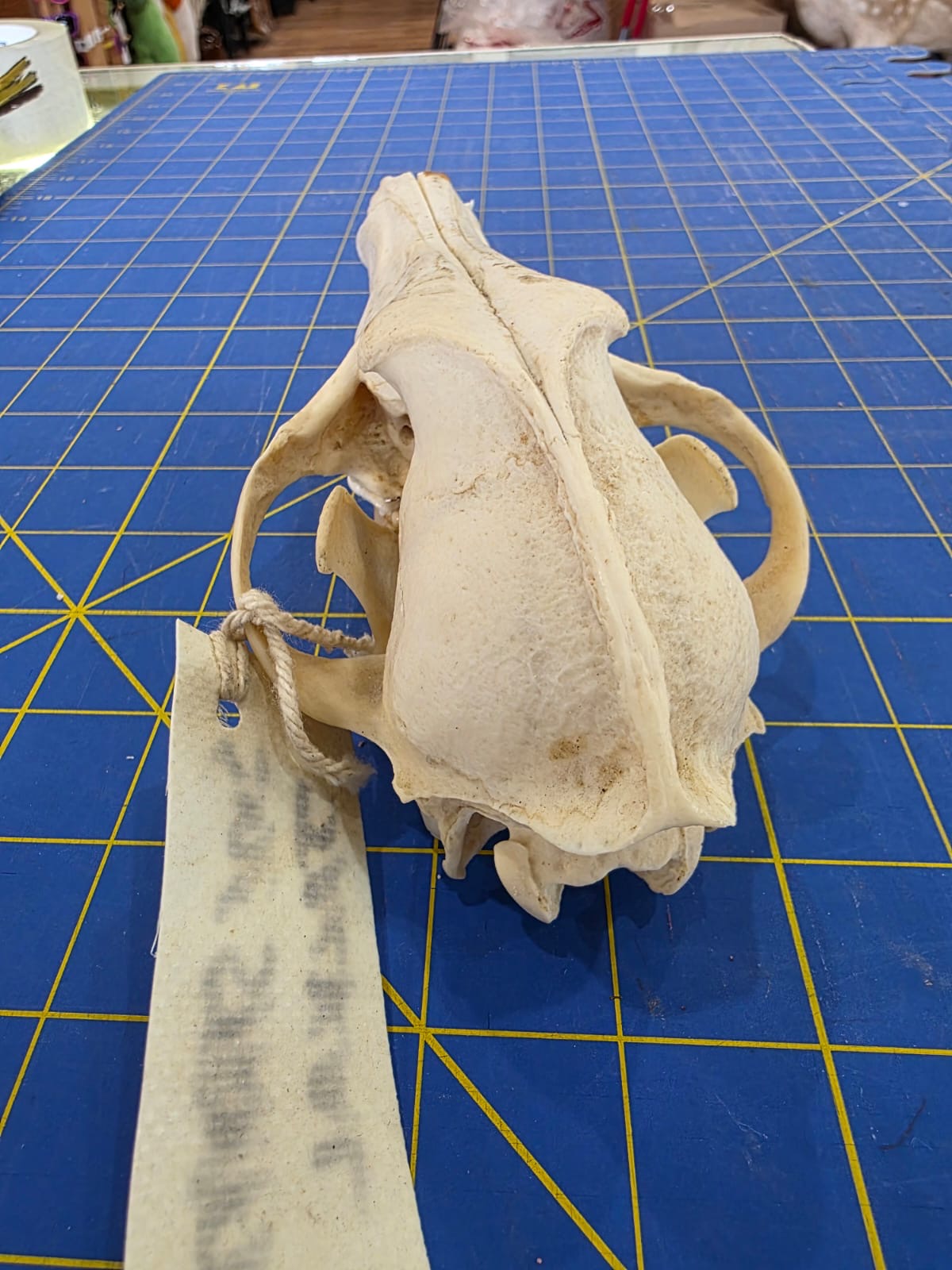 JVN1 - Side Striped Jackal skull