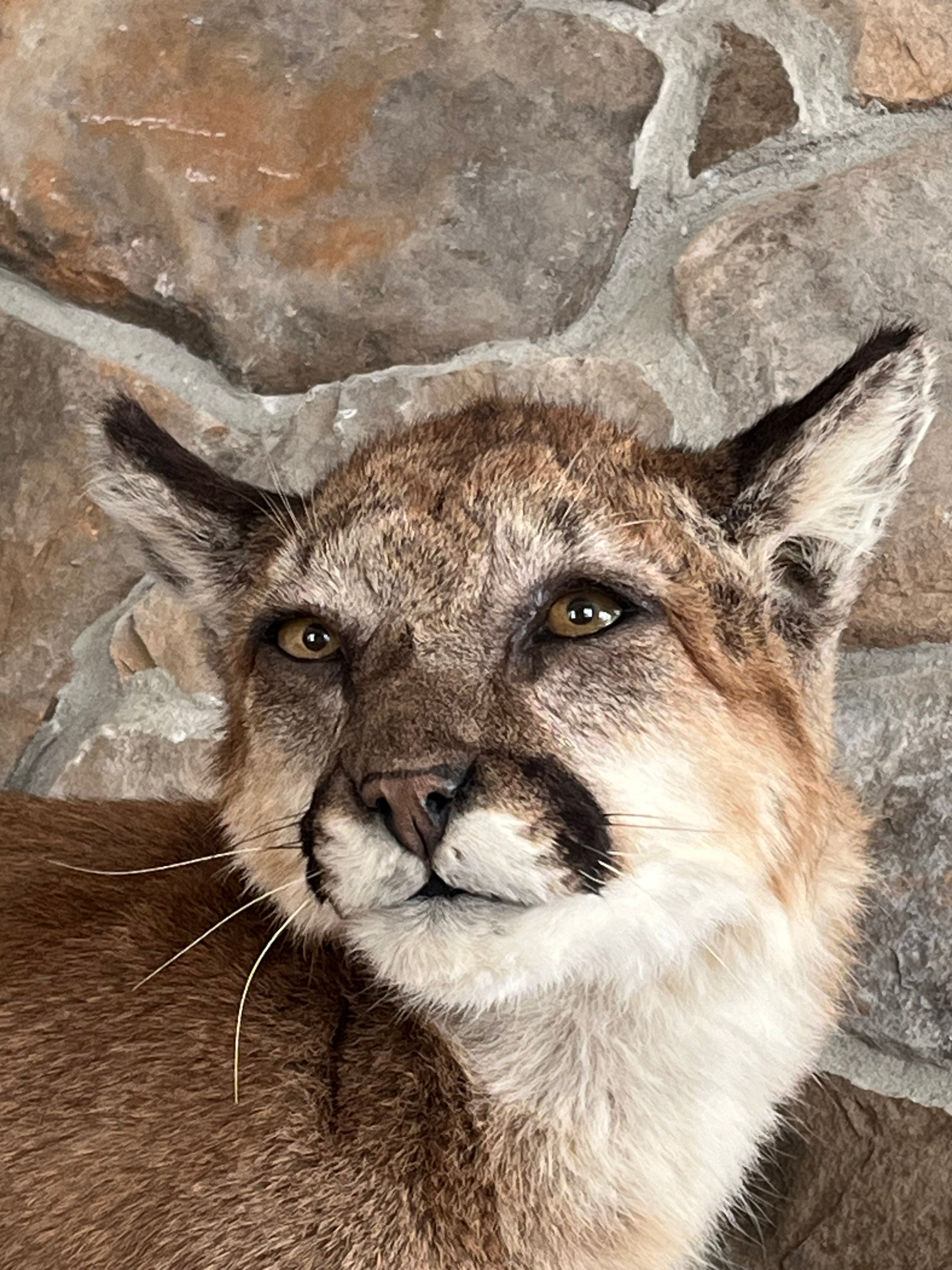 FHWL29 - Cougar Lifesize Taxidermy Mount