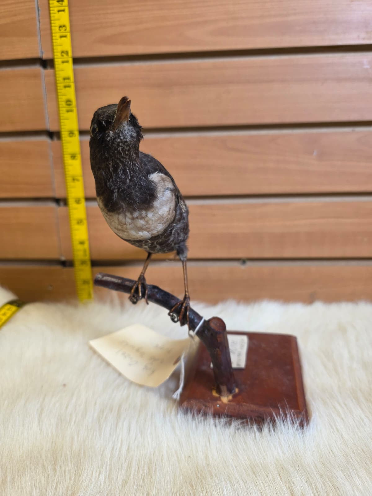 JF6 - Ring Ouzel VTG 1943 taxidermy bird mount
