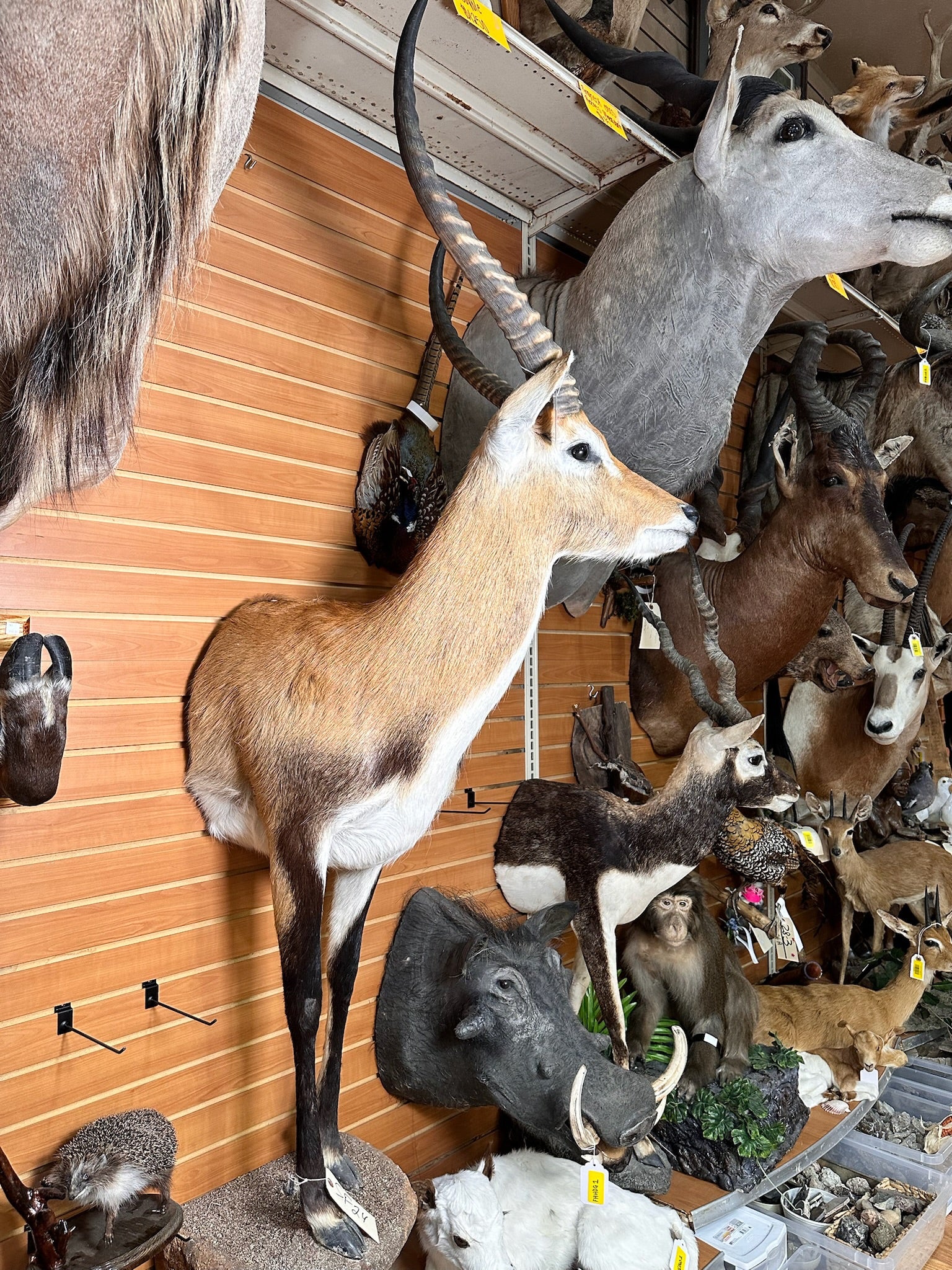 FHANT1 - Lichwe taxidermy wall mount.