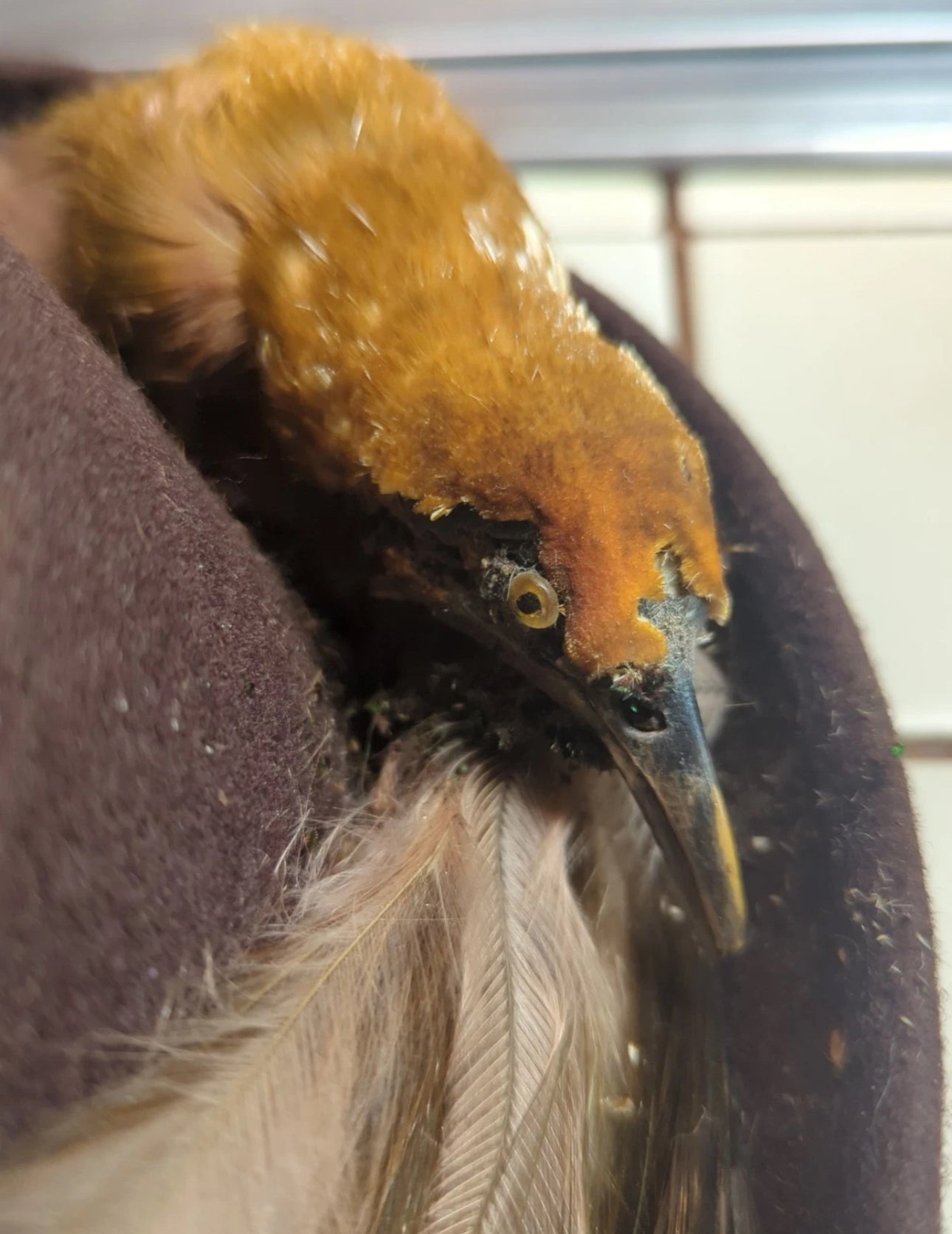 FHEB0811 - Antique Bird of Paradise Vintage taxidermy Skin Hat