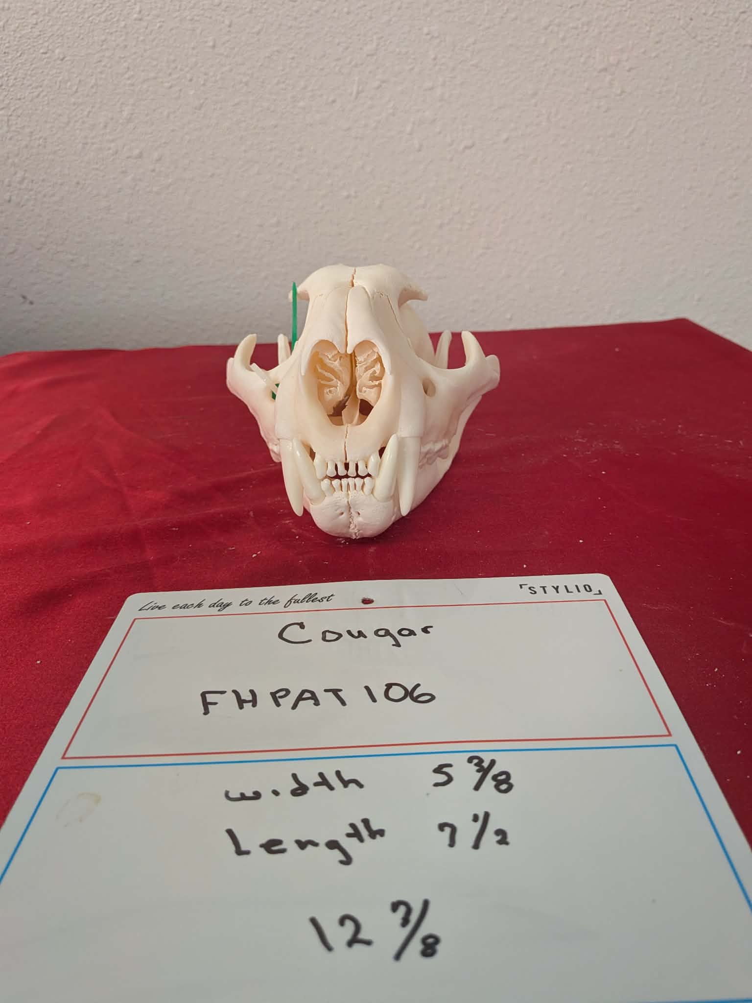 FHPAT106 -professionally cleaned cougar skull