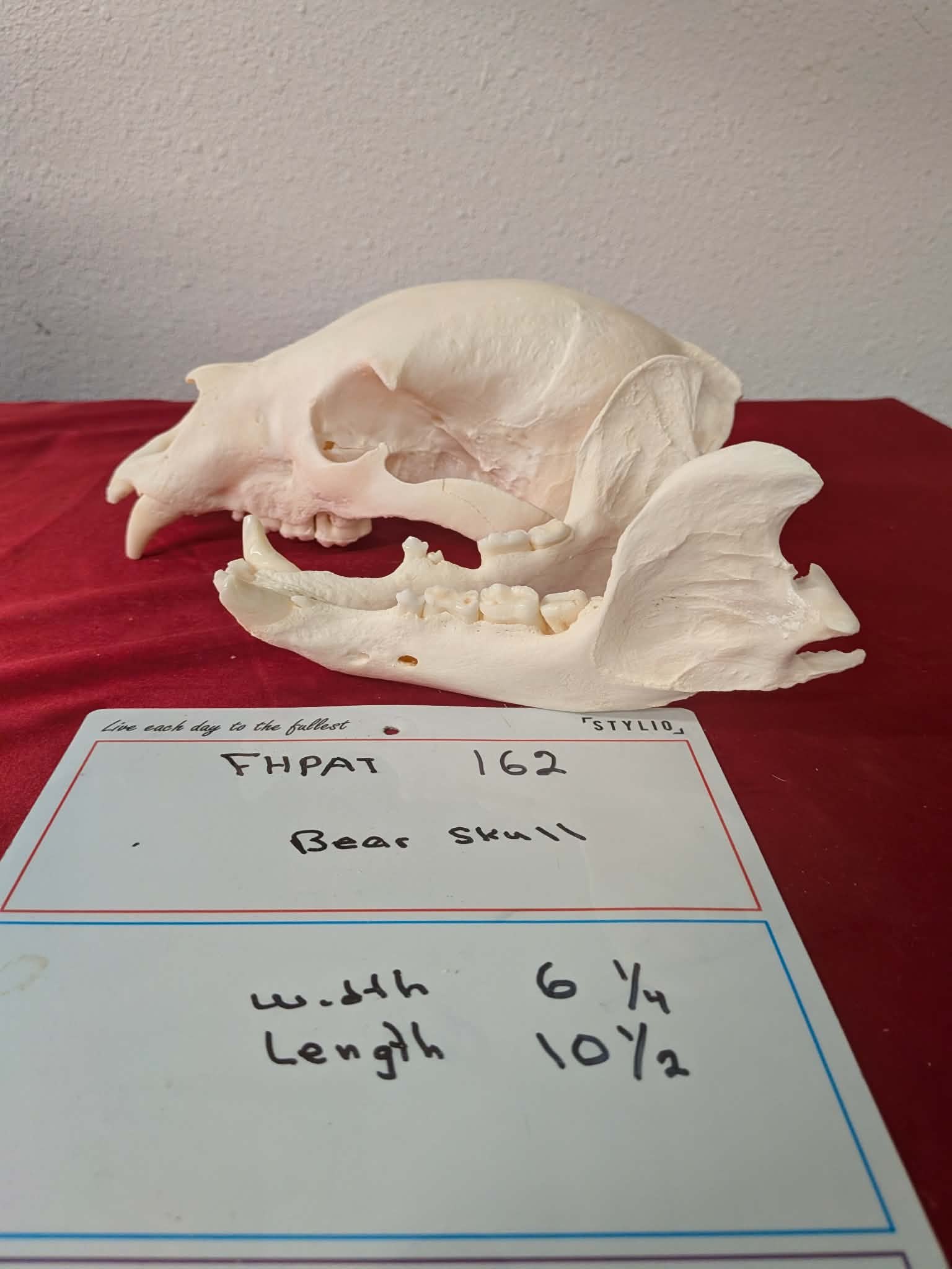 FHPAT162 -professionally cleaned black bear skull