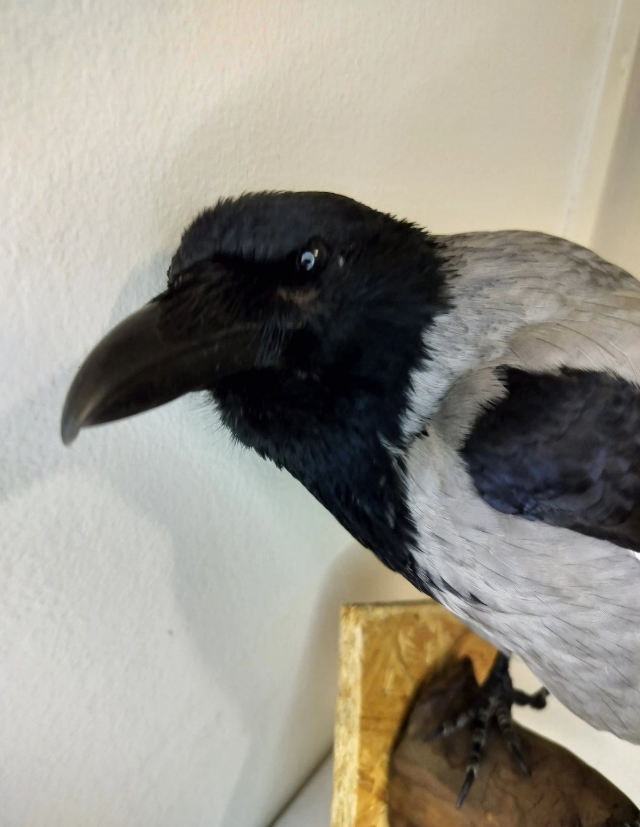 FHBIRD524- Hooded Crow taxidermy mount