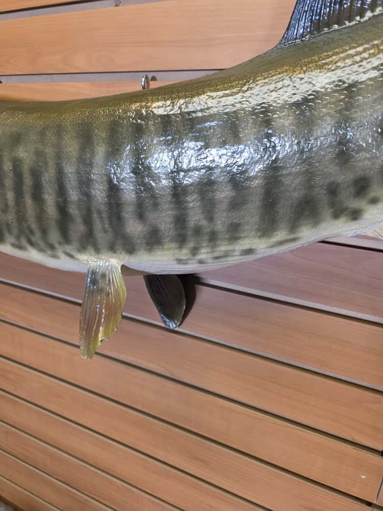 FHCM58 - Real Skin 51” Muskie Fish Taxidermy Wall Mount