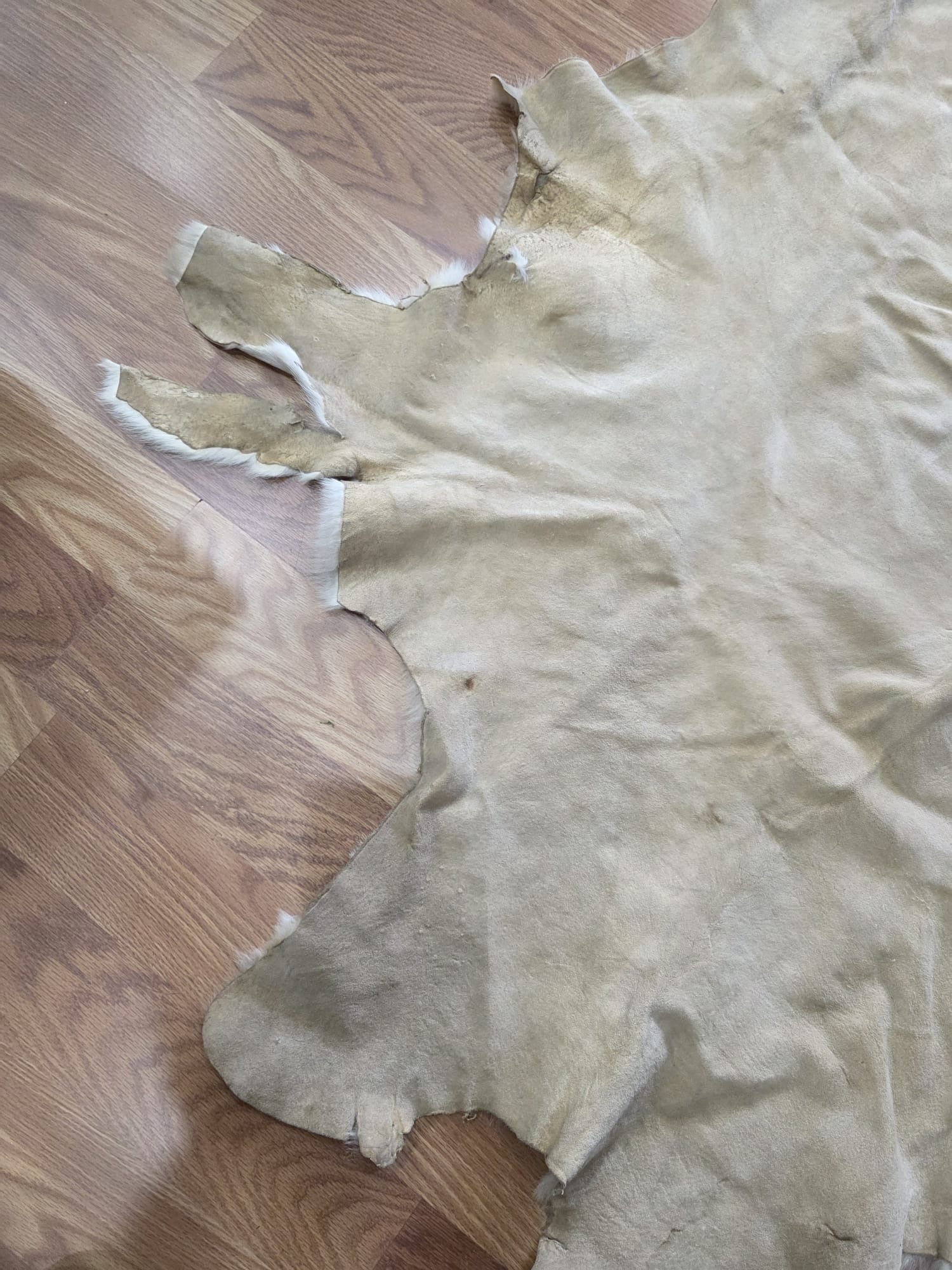 FH7829- Premium white Nordic reindeer pelt hide