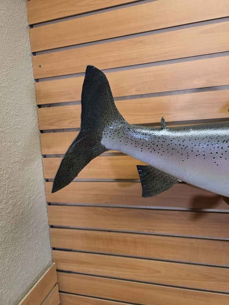 FHCM60 -38" King Salmon Real Skin Fish Taxidermy