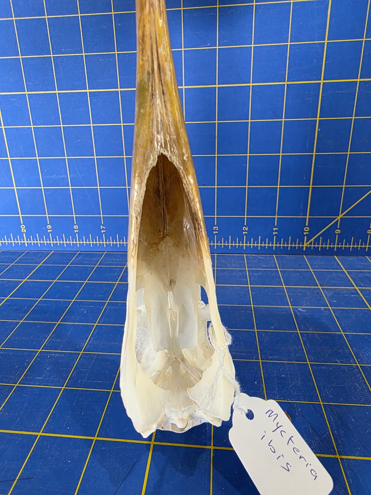 JTV202 - Real Yellow-billed stork Bird Skull Taxidermy