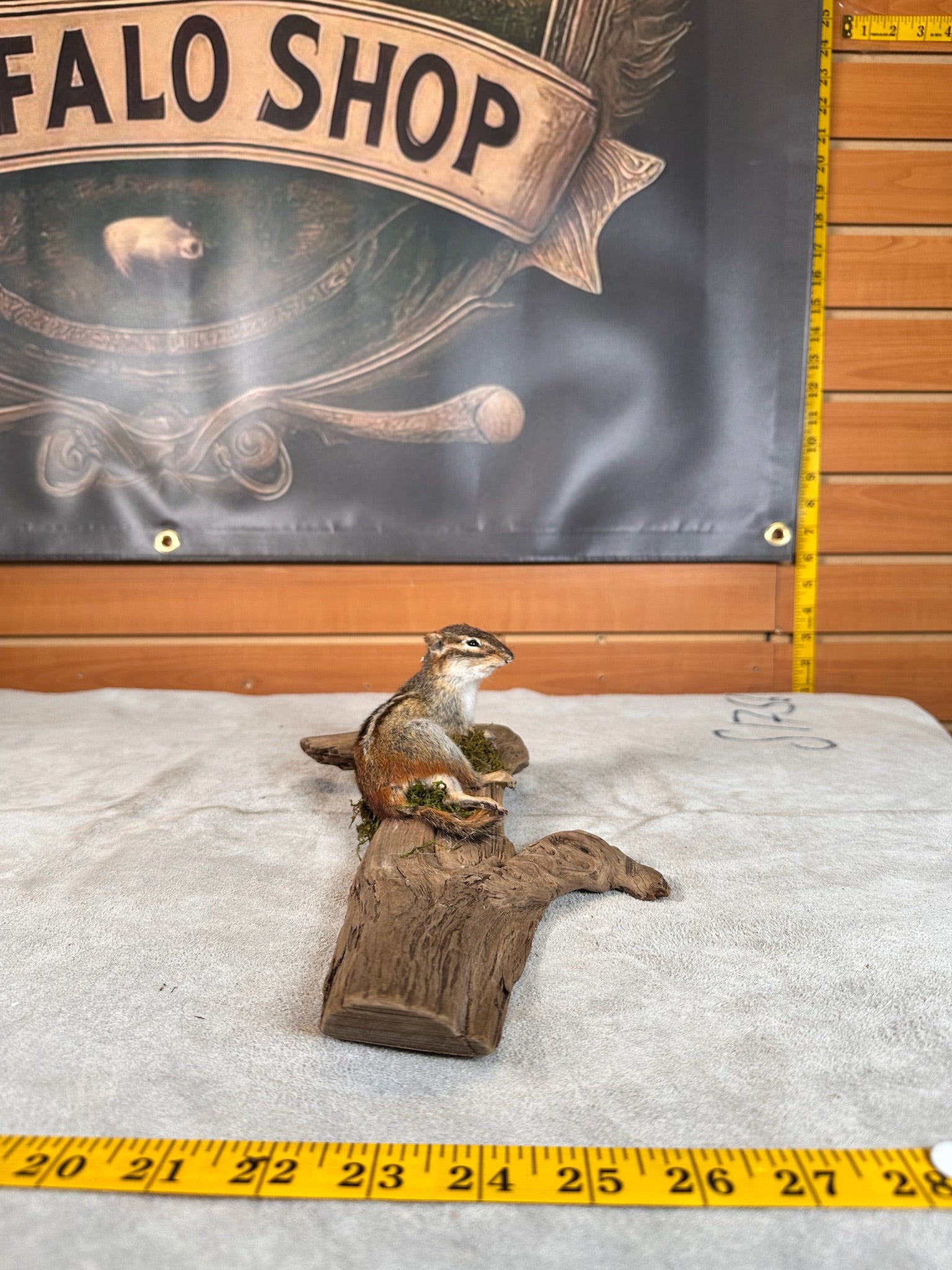 FHCHIP20- chipmunk taxidermy mount