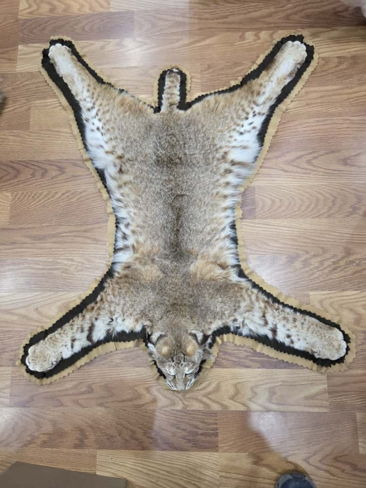 Fh63885 -TAXIDERMY BOBCAT RUG MOUNT 42" LONG