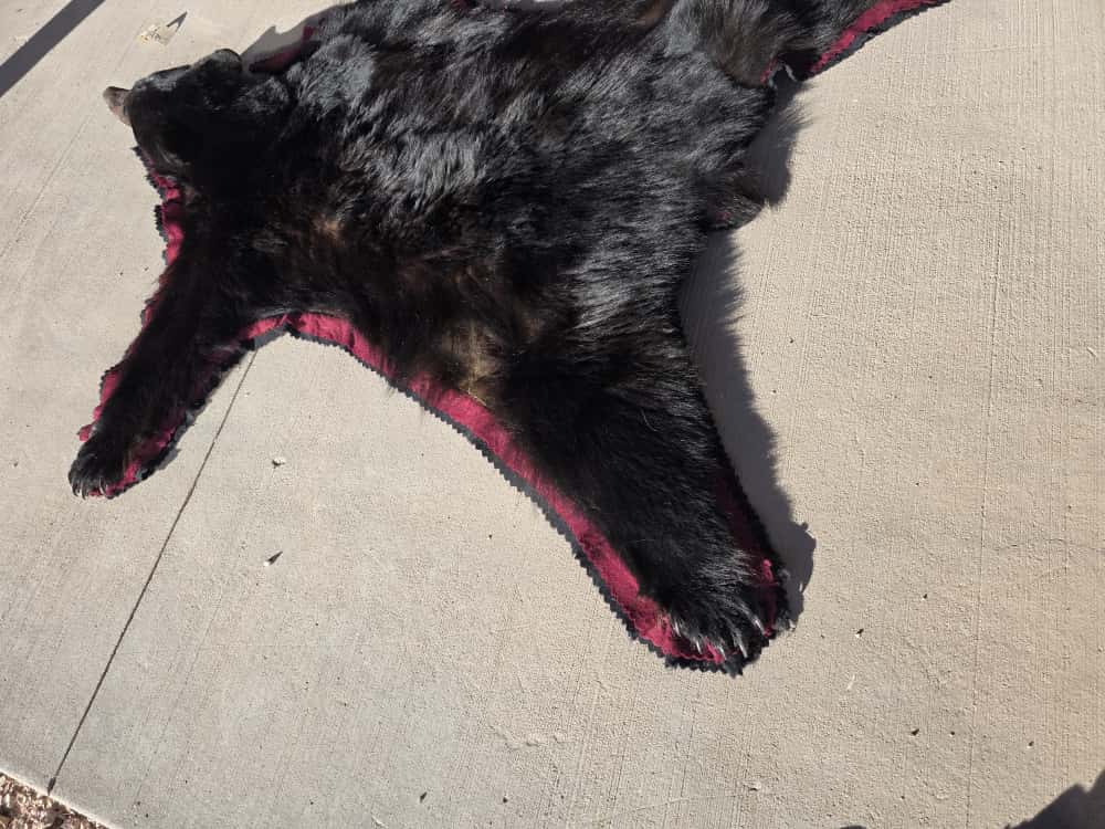 FHCM50 - premium Black Bear Rug Taxidermy